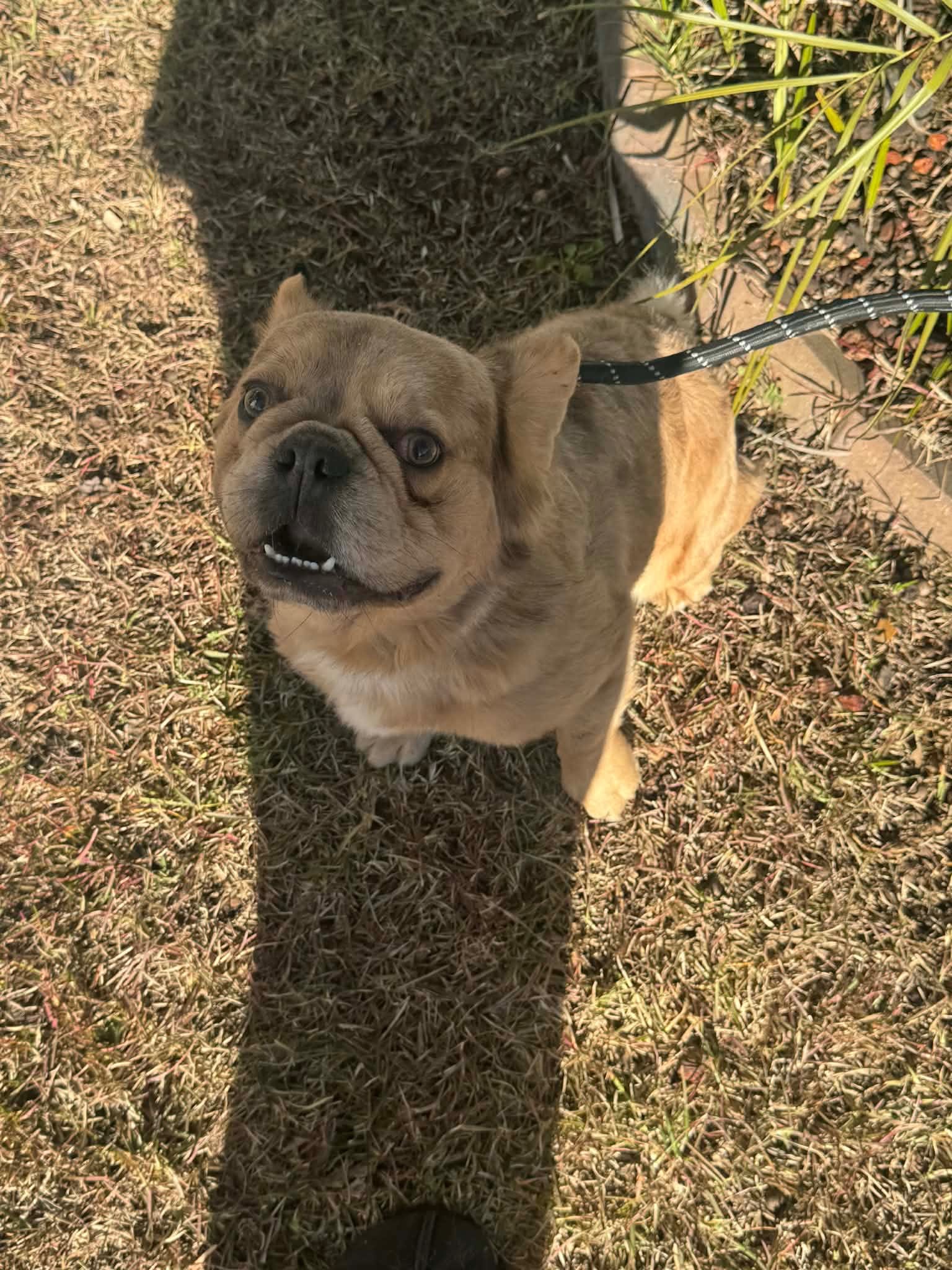 Zack AKC - Fluffy – French Bulldog puppy for sale in Andrews, SC