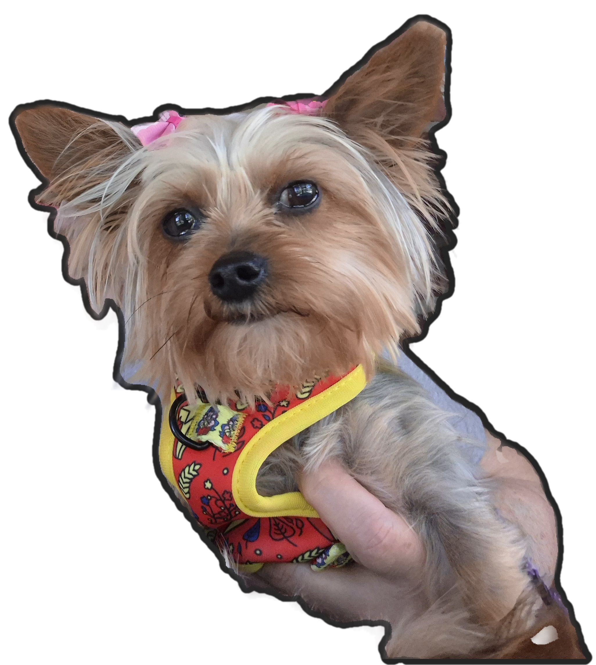 SCARLETS Puppy – Yorkshire Terrier puppy for sale in Lancaster, PA