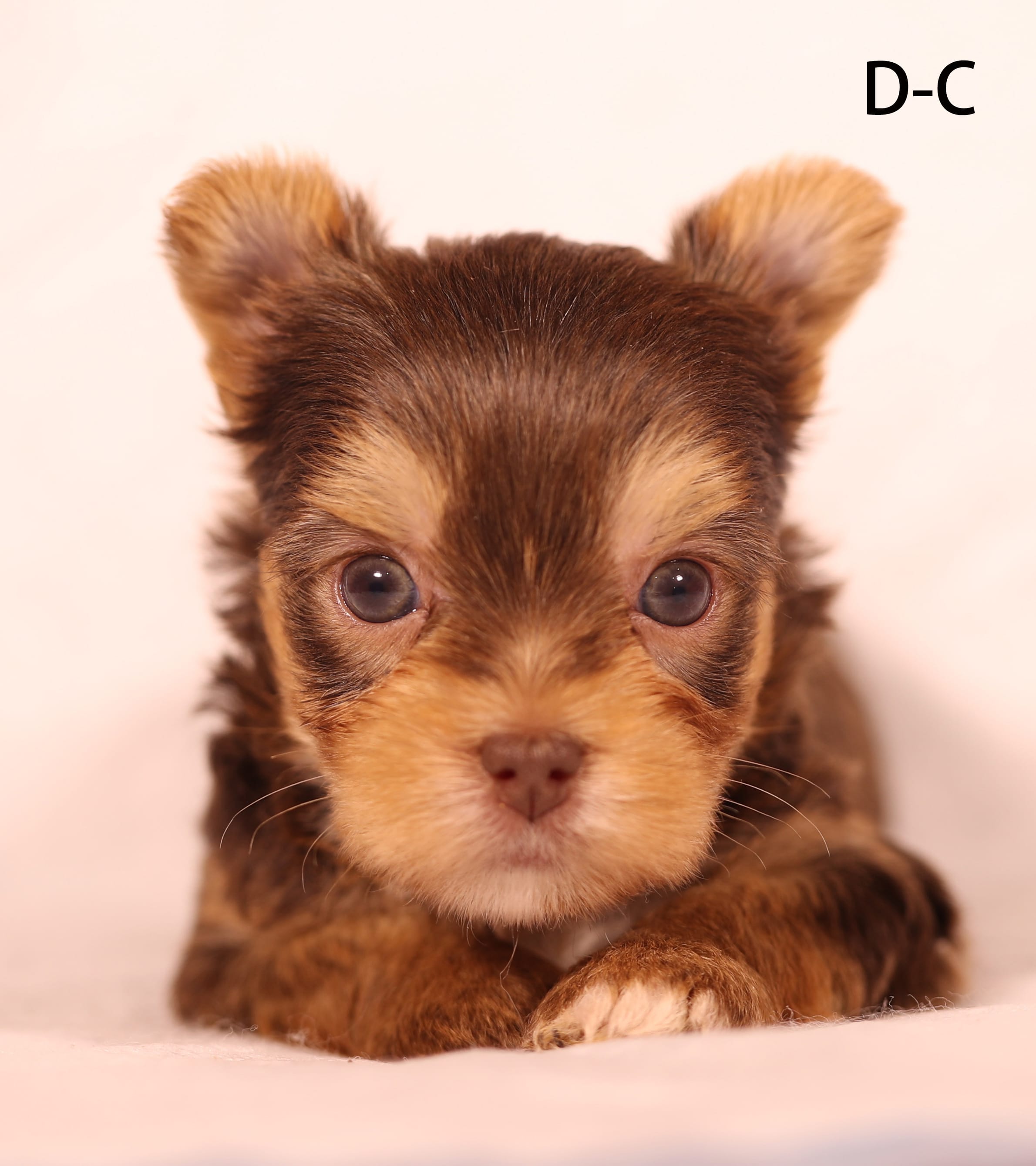 D-C – Yorkshire Terrier puppy for sale in Los Angeles, CA
