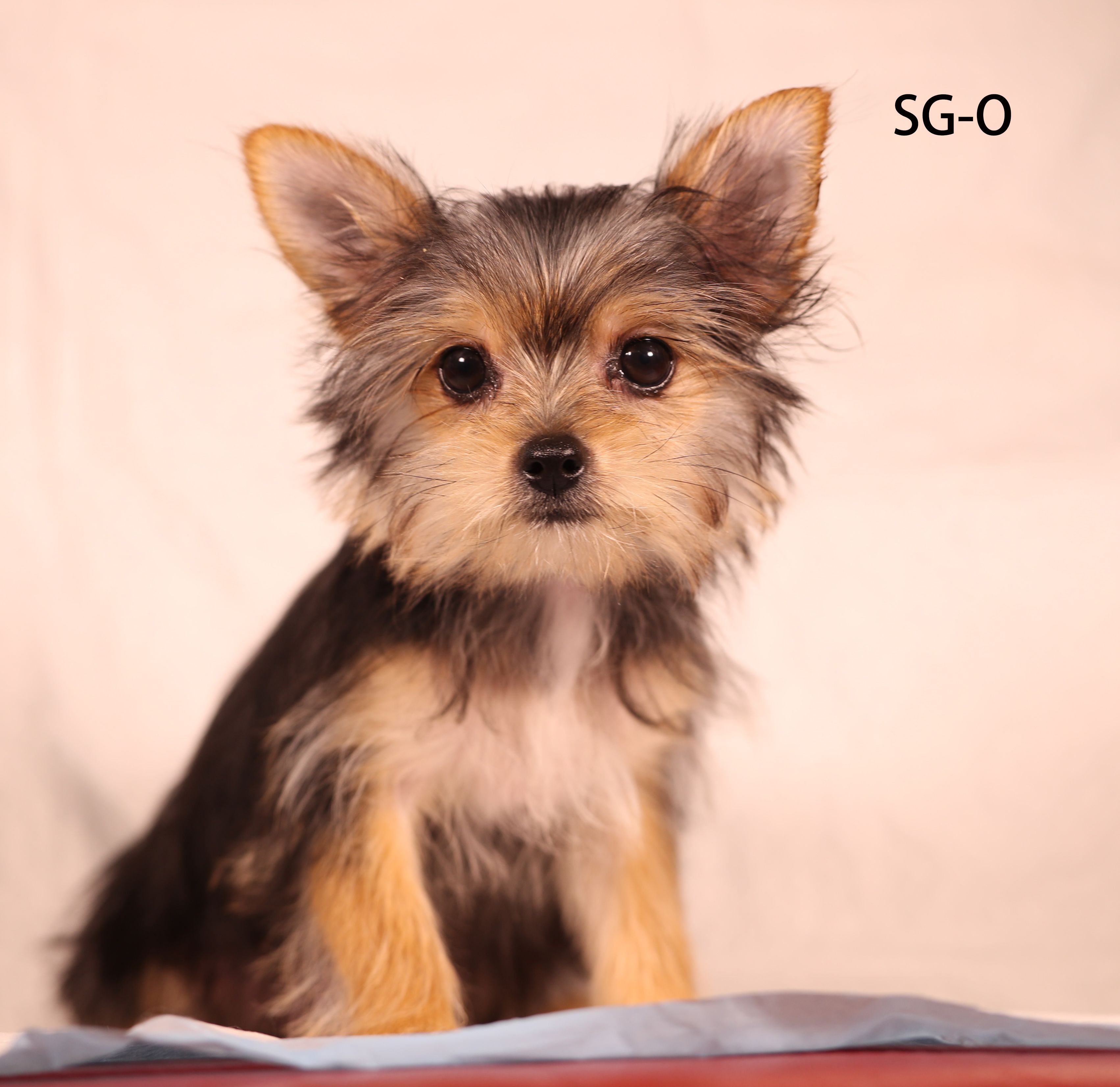 SG-O – Yorkshire Terrier puppy for sale in Los Angeles, CA
