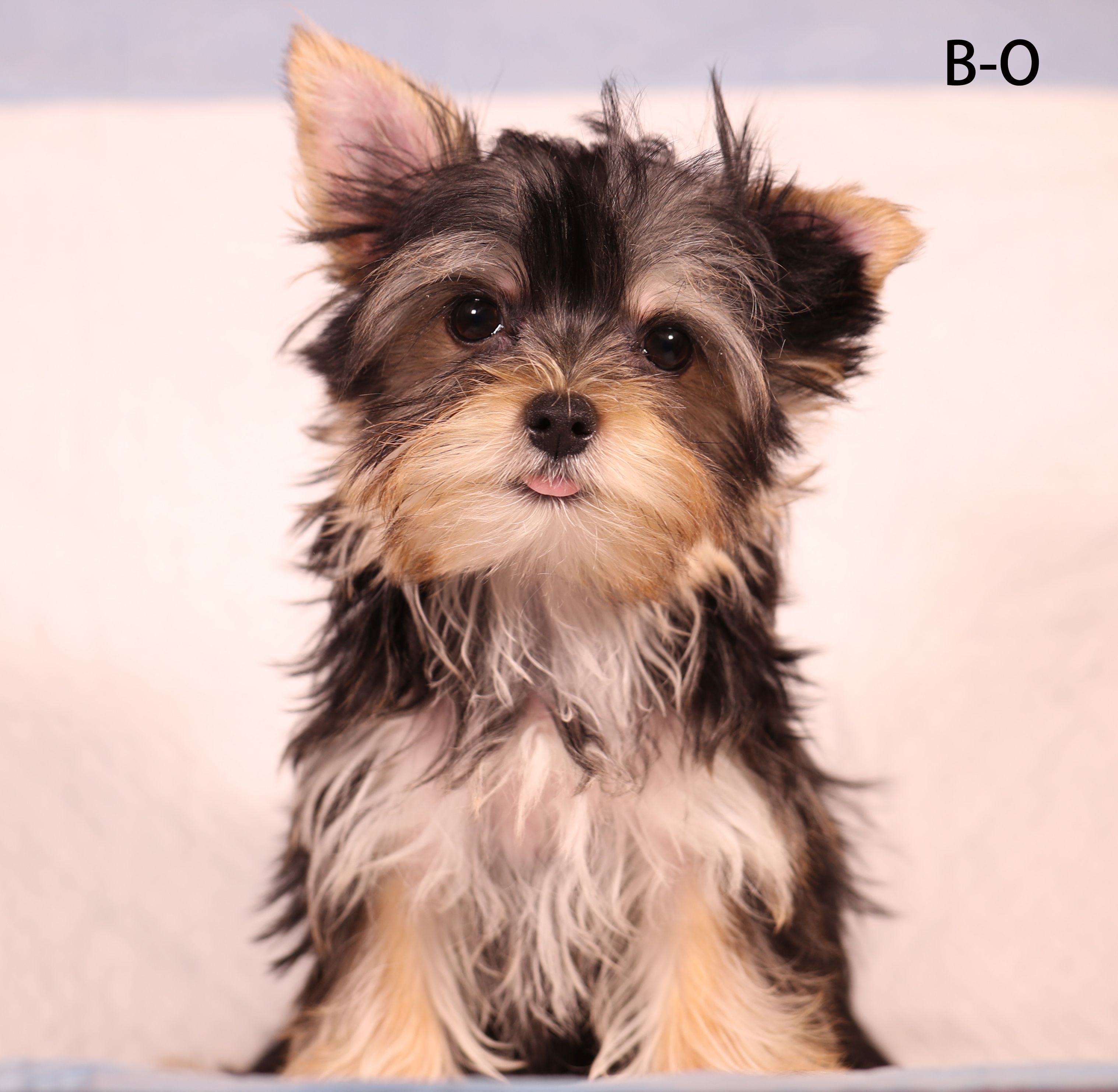 B-O – Yorkshire Terrier puppy for sale in Los Angeles, CA