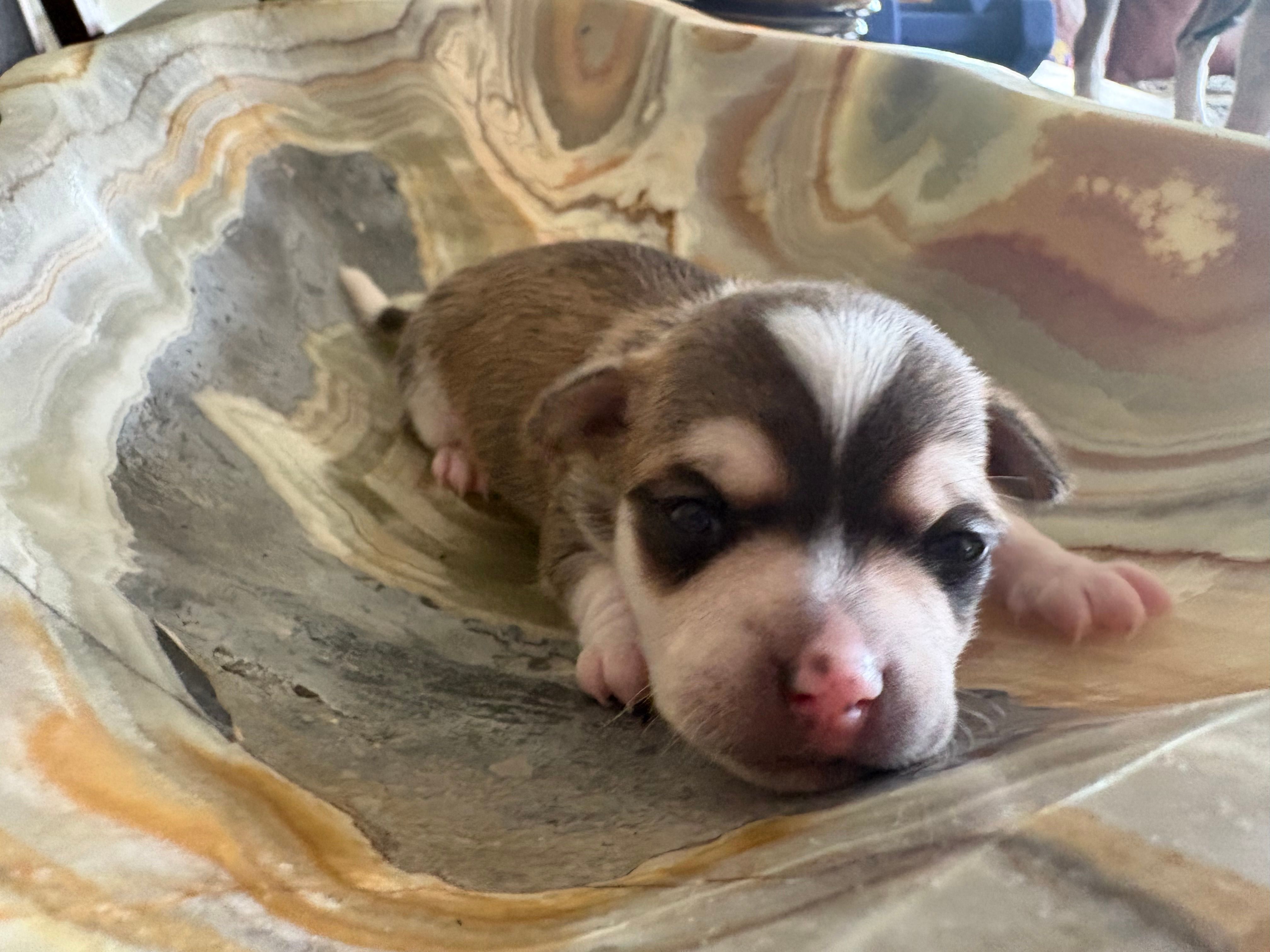 Phoenix – Chihuahua puppy for sale in San Antonio, TX