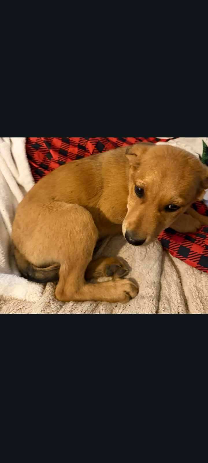 Lab shepherd puppies – Labrador Retriever puppy for sale in Pittsfield, MA