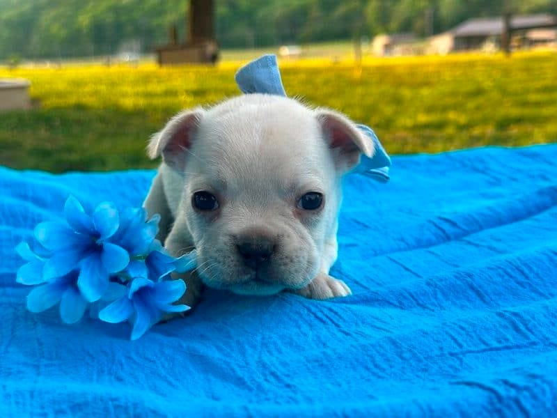 Surprise – French Bulldog puppy for sale in Liberty, KY