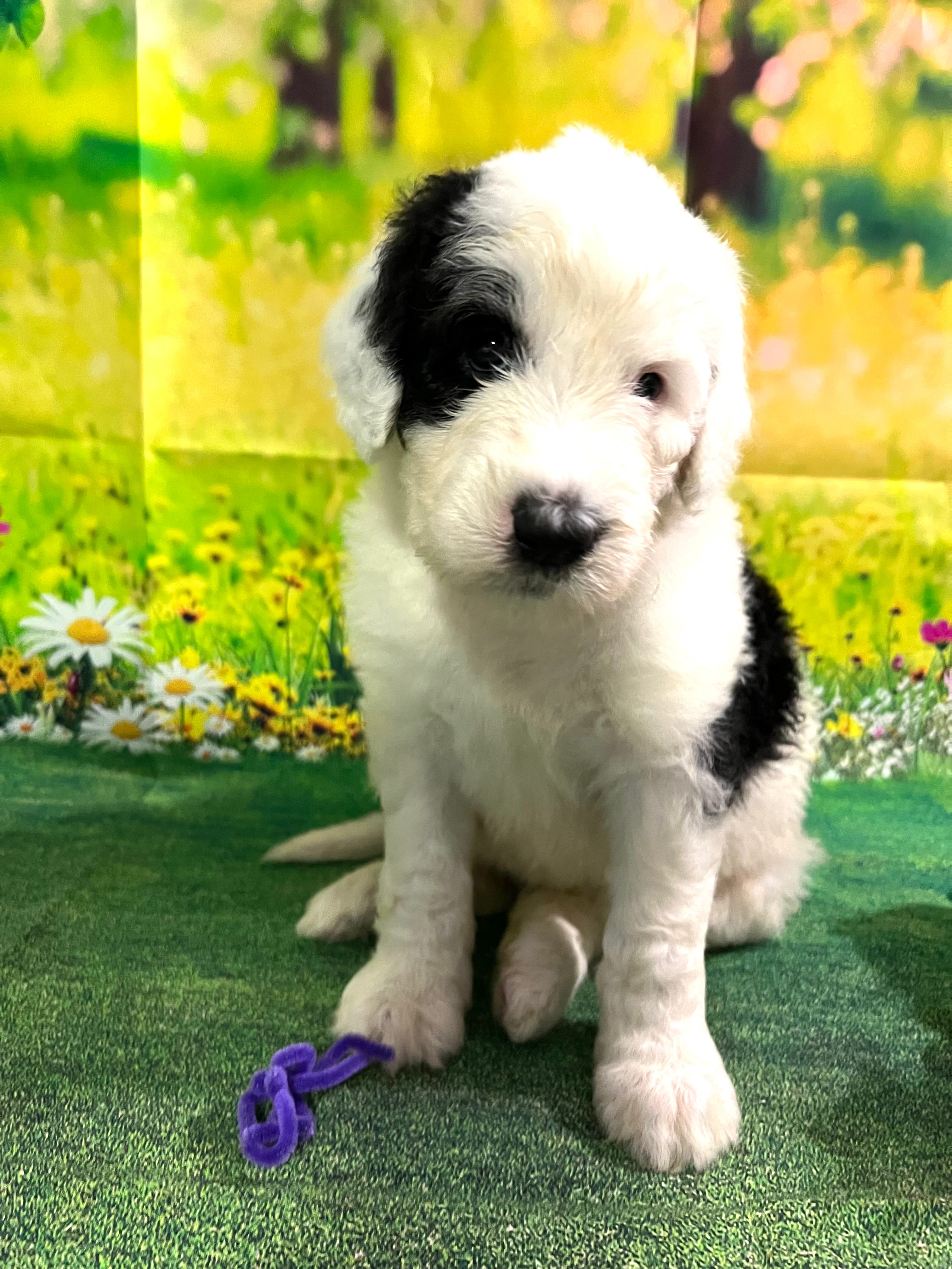 Purple Collar – Sheepadoodle puppy for sale in Tucson, AZ