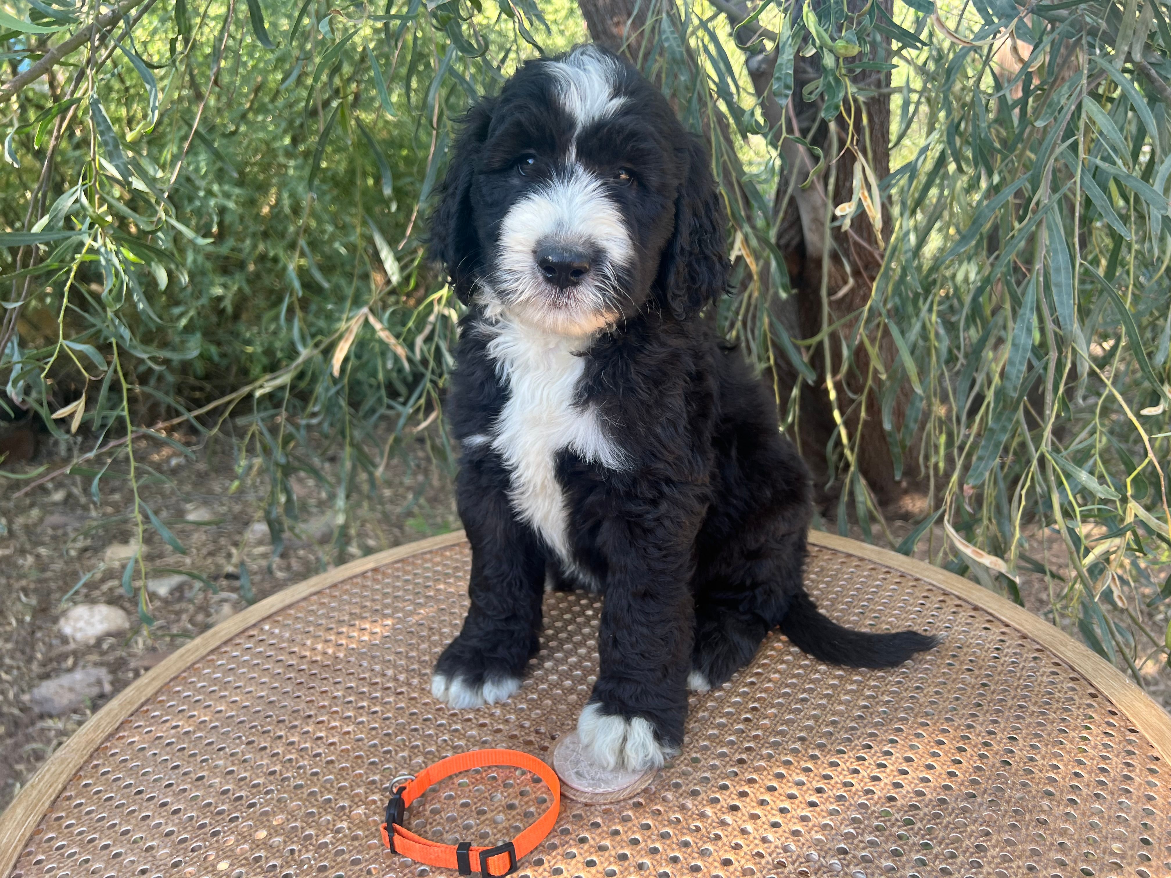 Orange Collar  – Sheepadoodle puppy for sale in Tucson, AZ