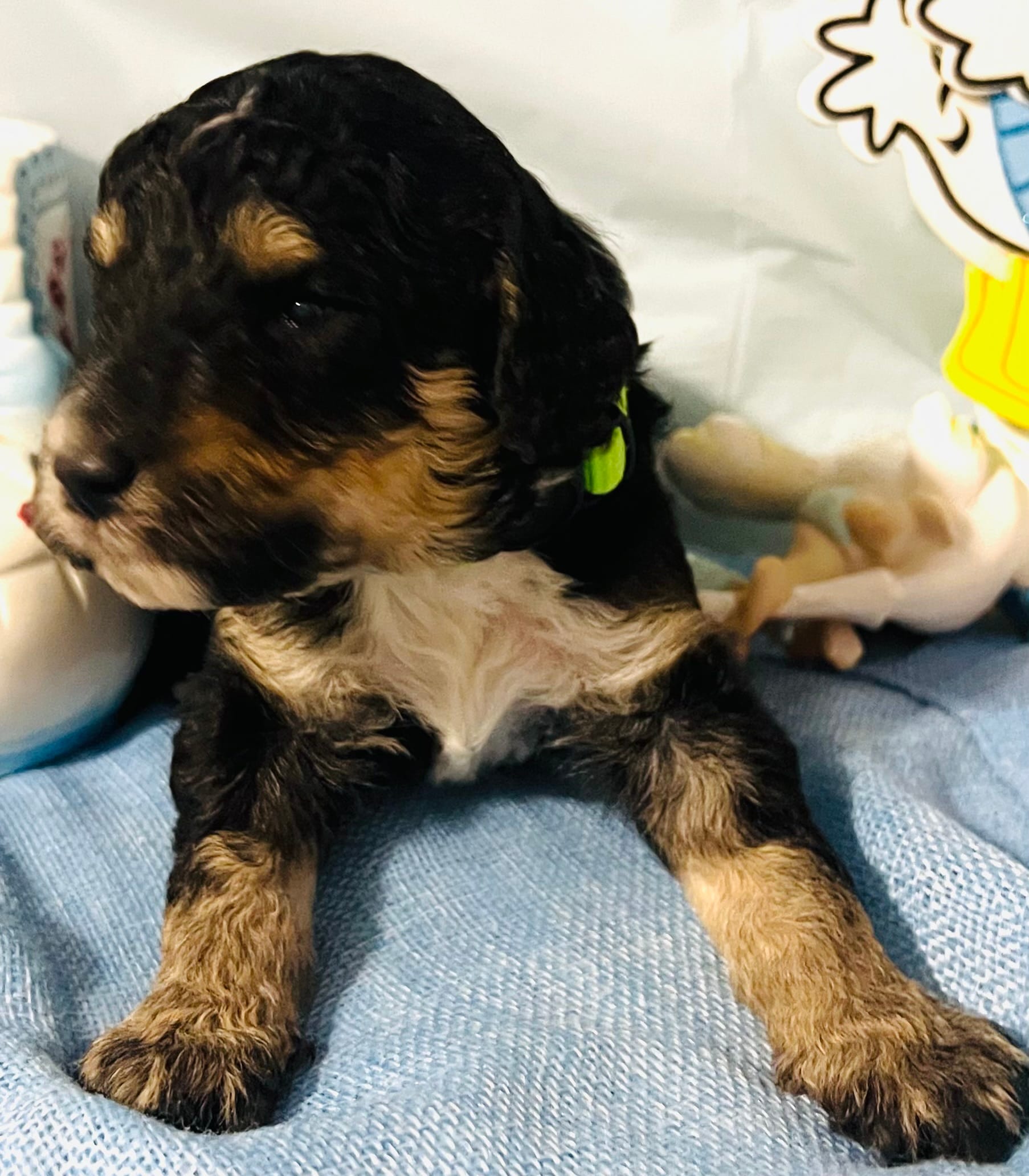 Lime collar – Sheepadoodle puppy for sale in Tucson, AZ