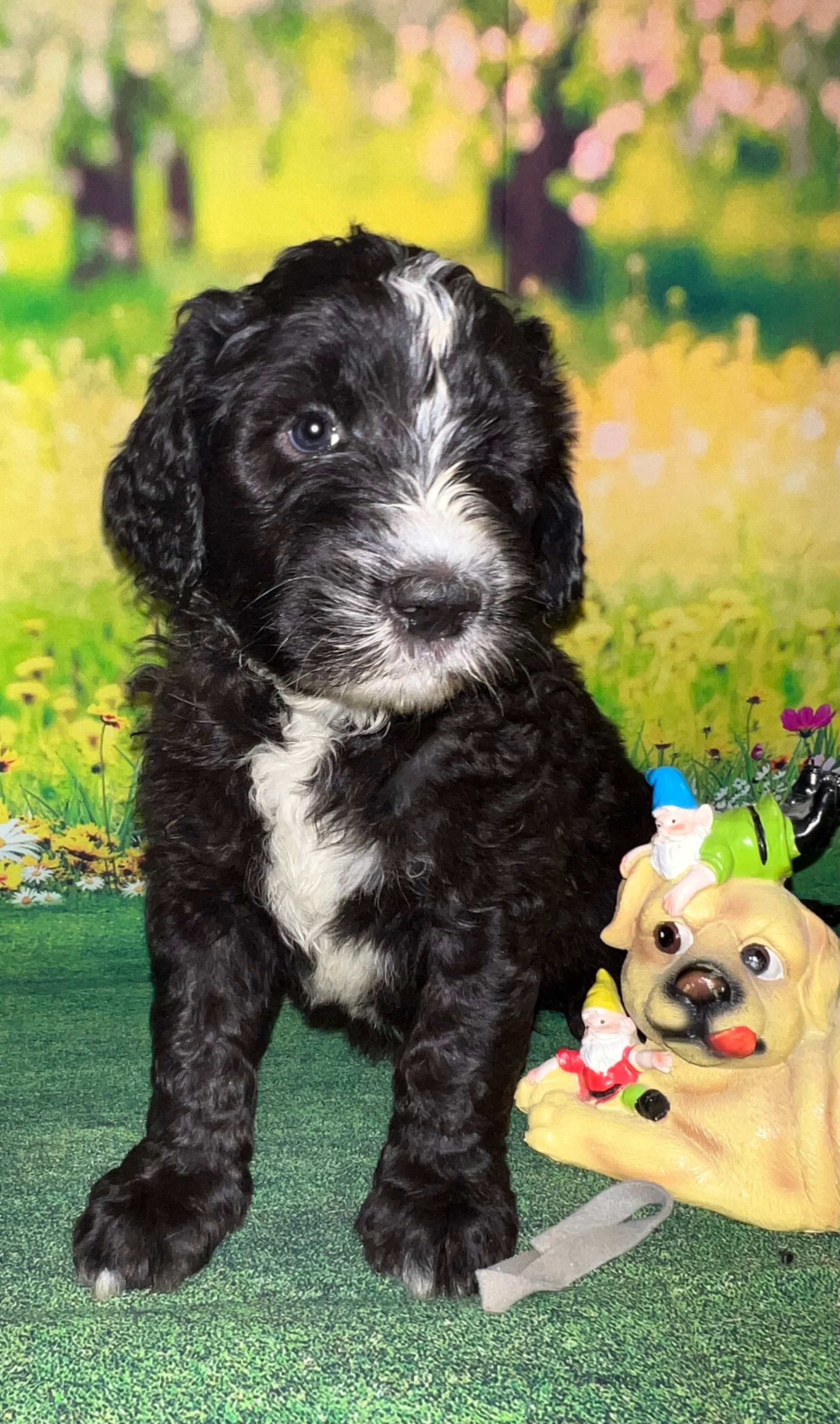 Gray Collar  – Sheepadoodle puppy for sale in Tucson, AZ
