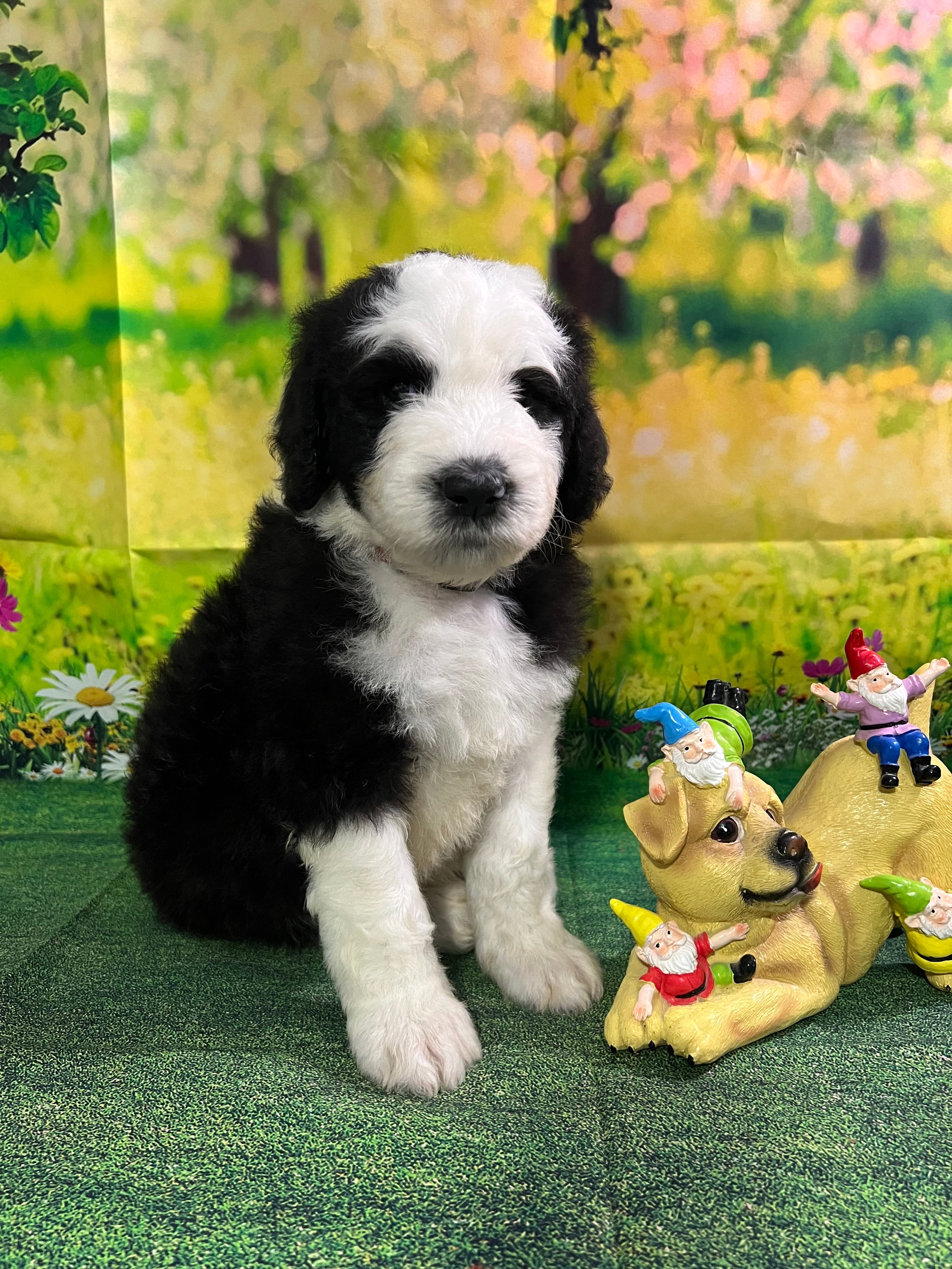 Red collar  – Sheepadoodle puppy for sale in Tucson, AZ