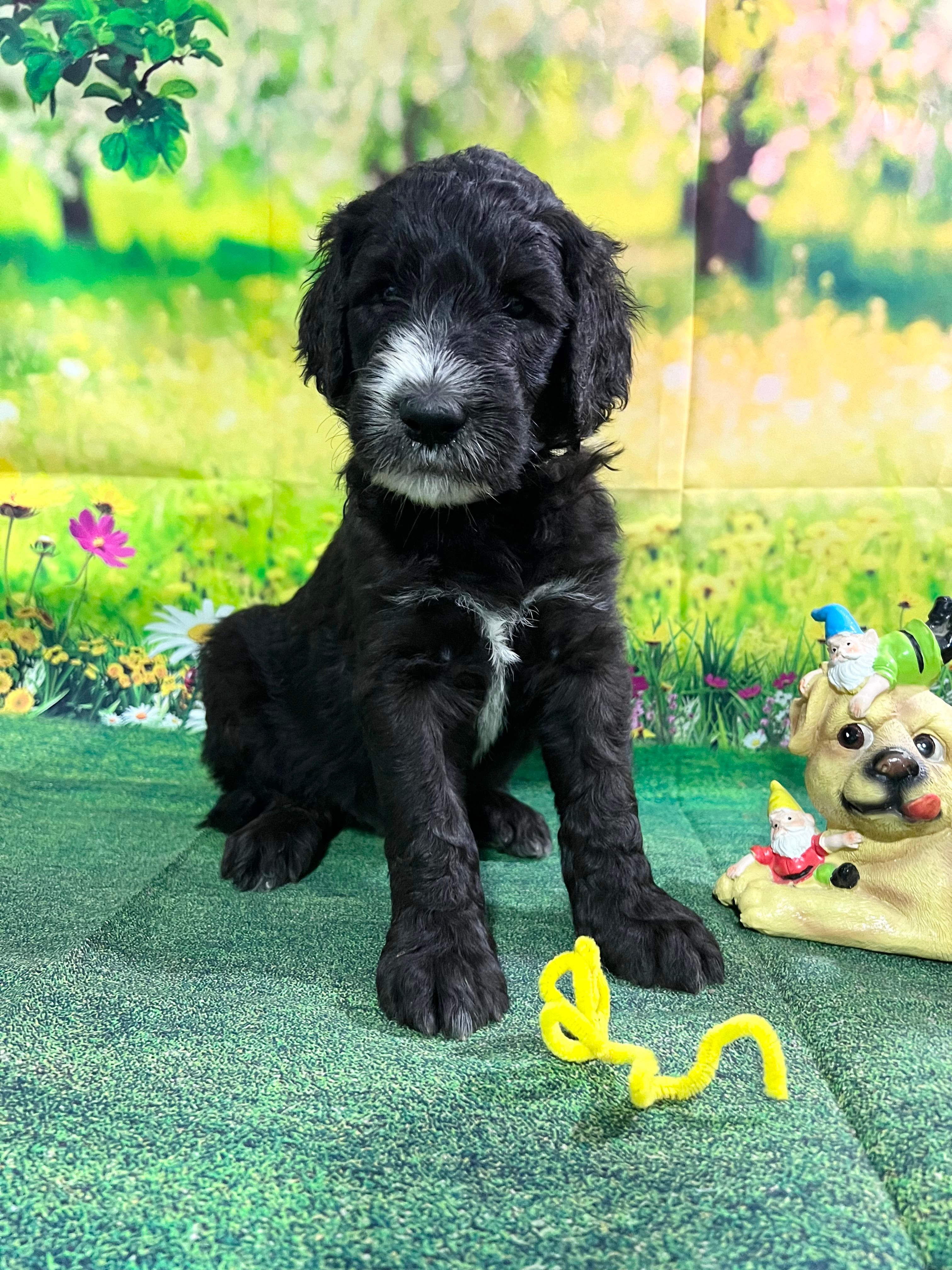 Yellow Collar  – Sheepadoodle puppy for sale in Tucson, AZ