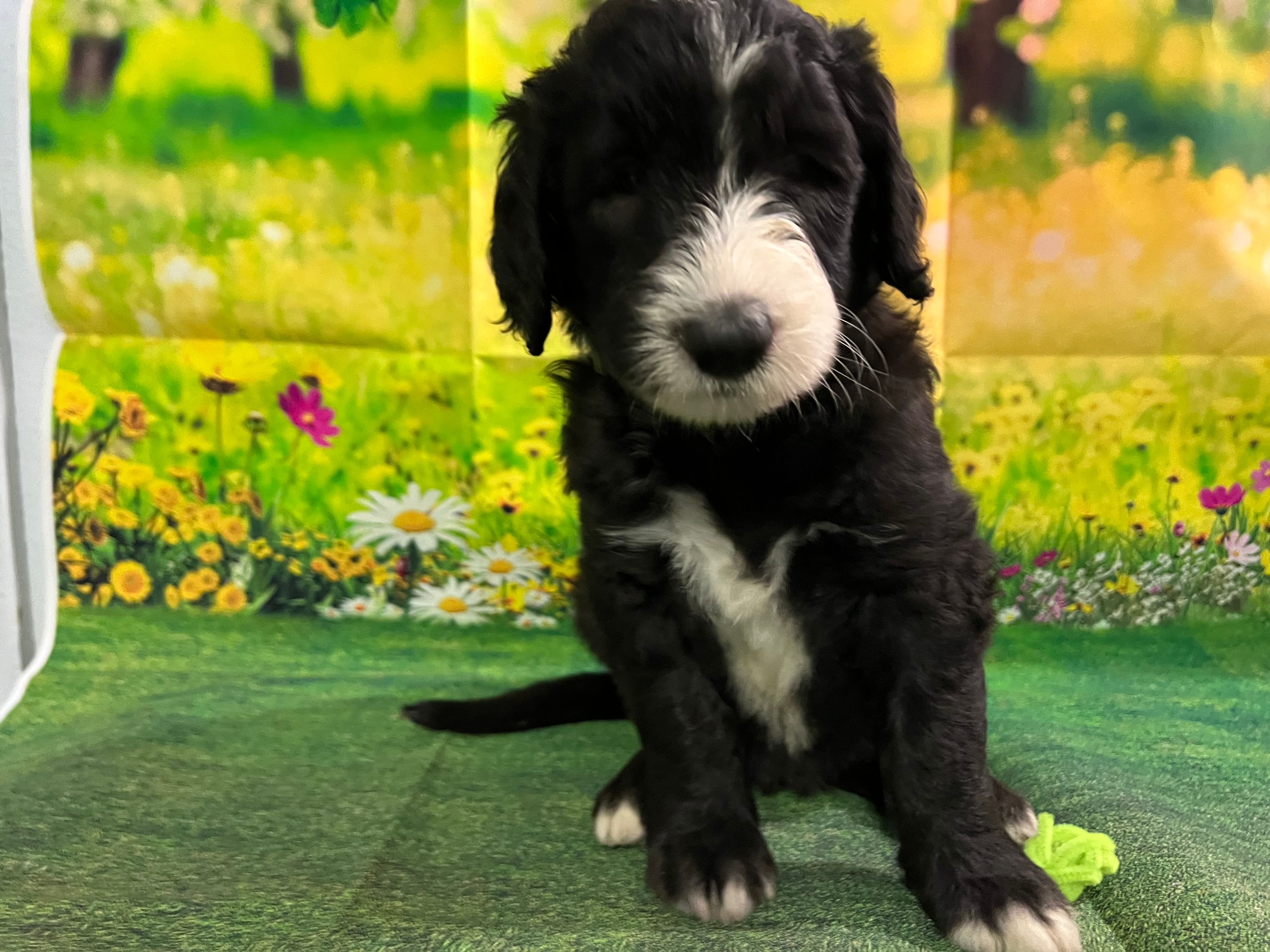 Lime  Collar – Sheepadoodle puppy for sale in Tucson, AZ