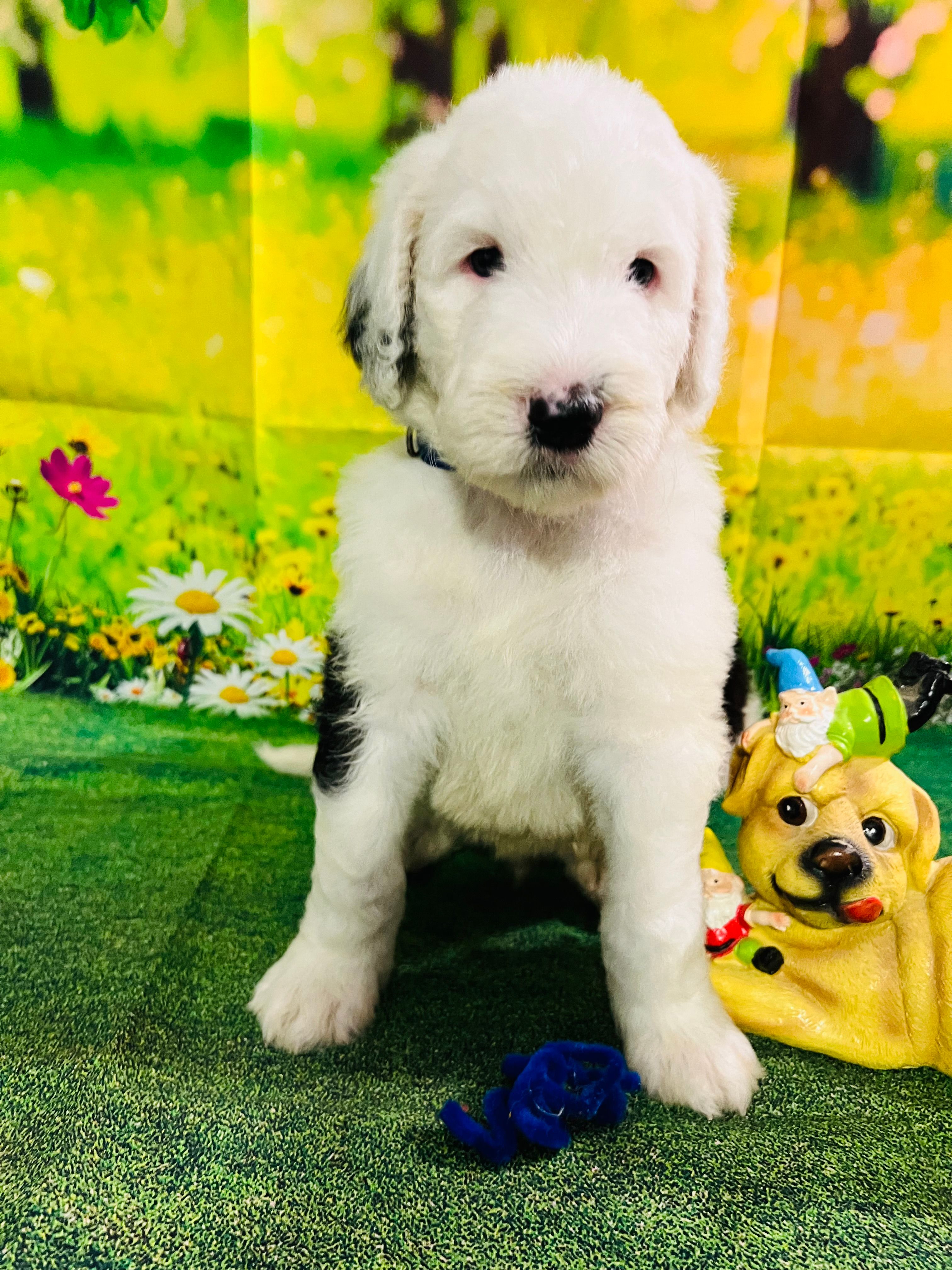Blue Collar – Sheepadoodle puppy for sale in Tucson, AZ