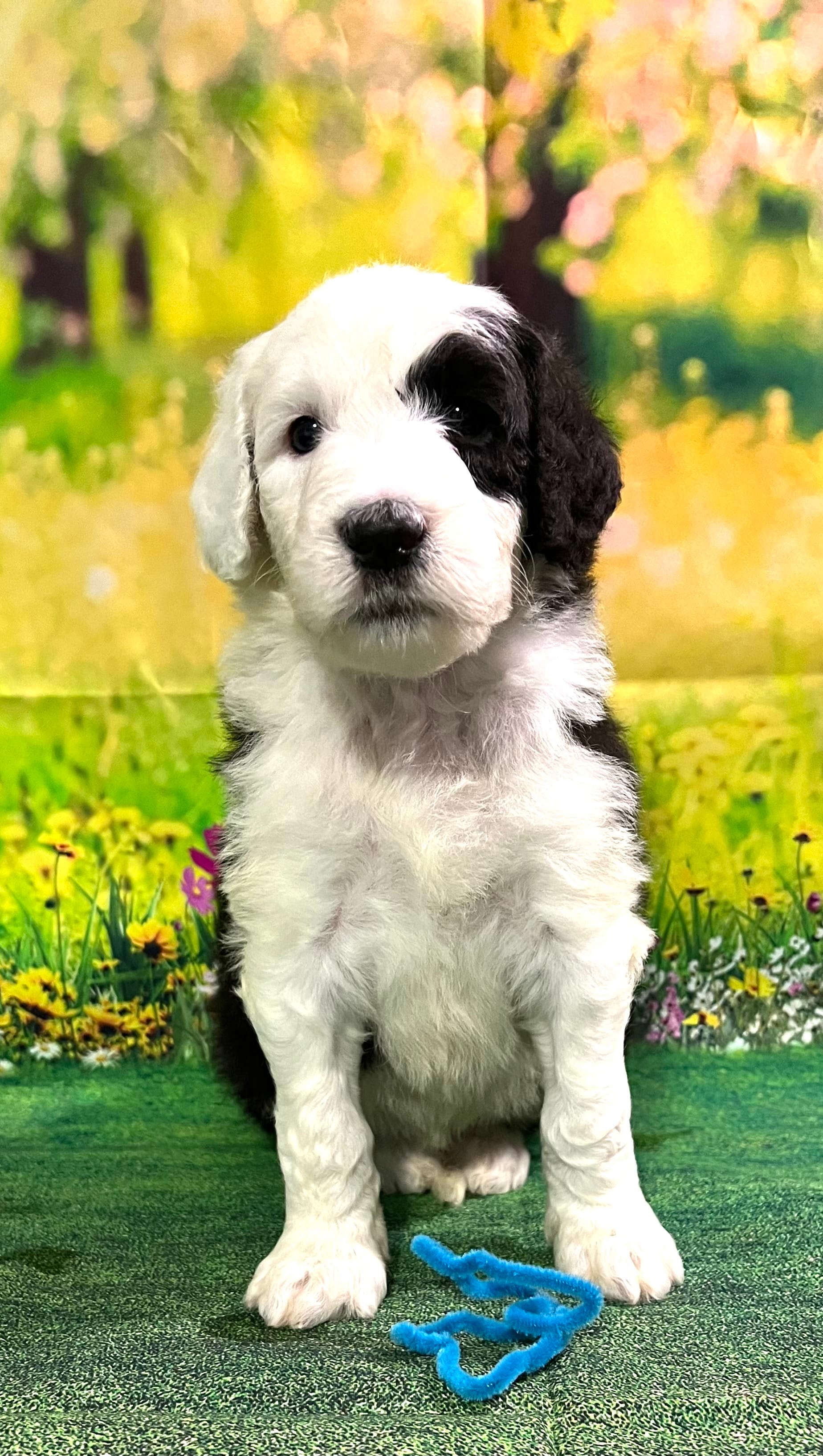 Aqua Collar – Sheepadoodle puppy for sale in Tucson, AZ
