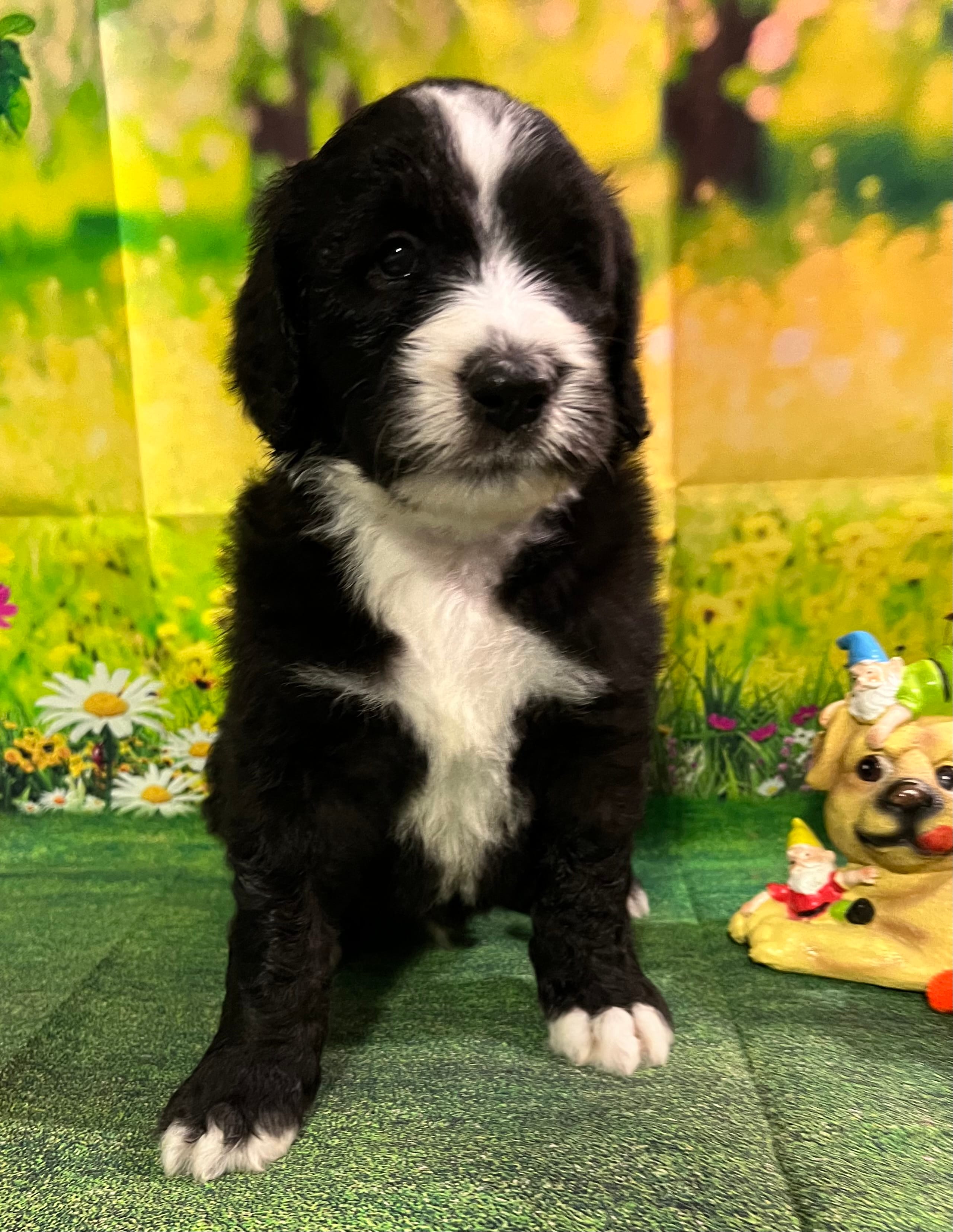 Orange Collar  – Sheepadoodle puppy for sale in Tucson, AZ