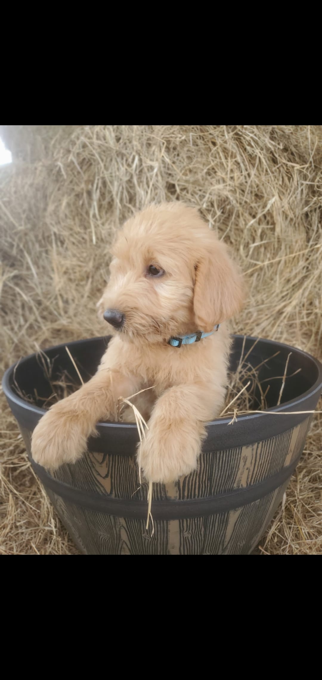Oliver – Labradoodle puppy for sale in Sanderson, FL