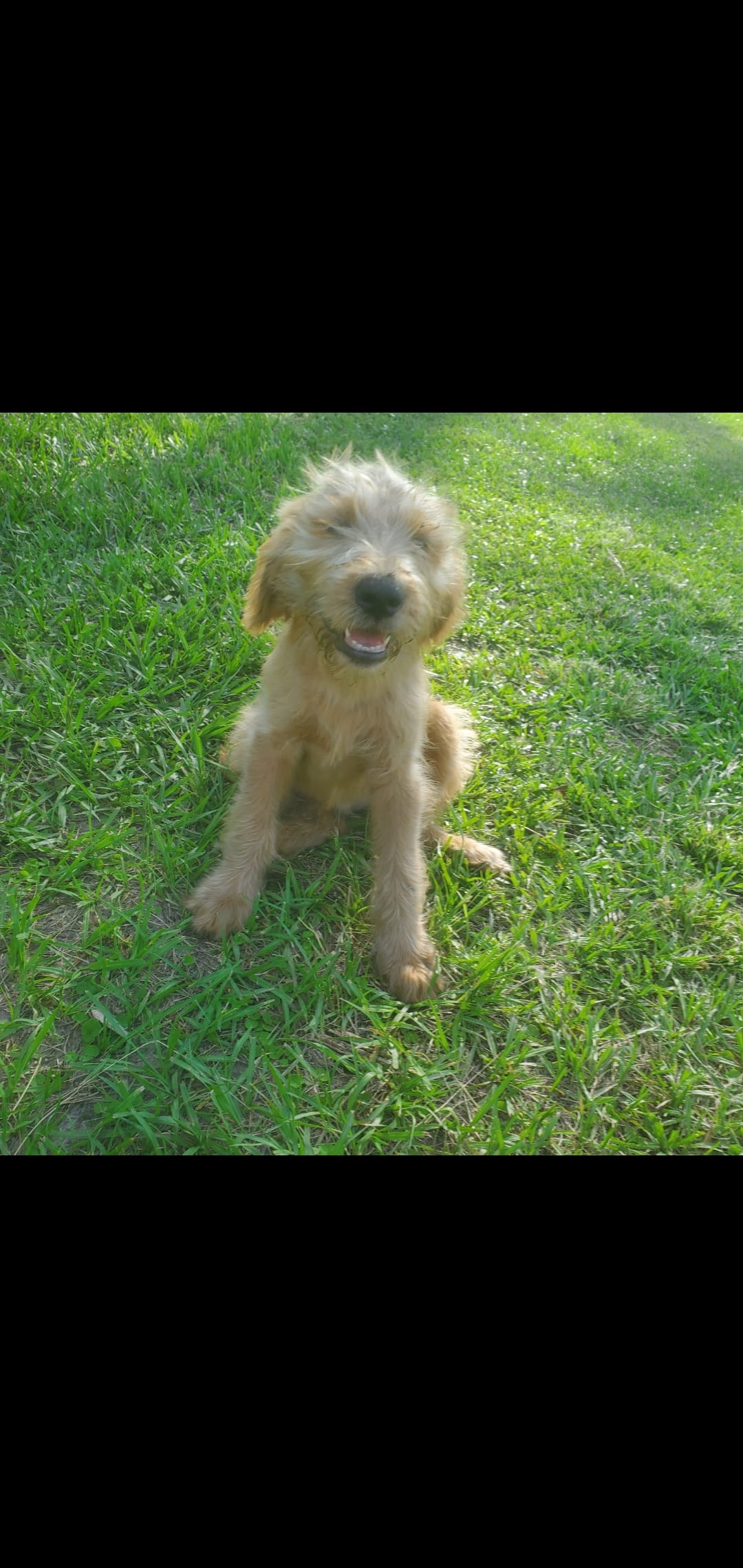 Oliver-F1 Labradoodle  – Labradoodle puppy for sale in Sanderson, FL