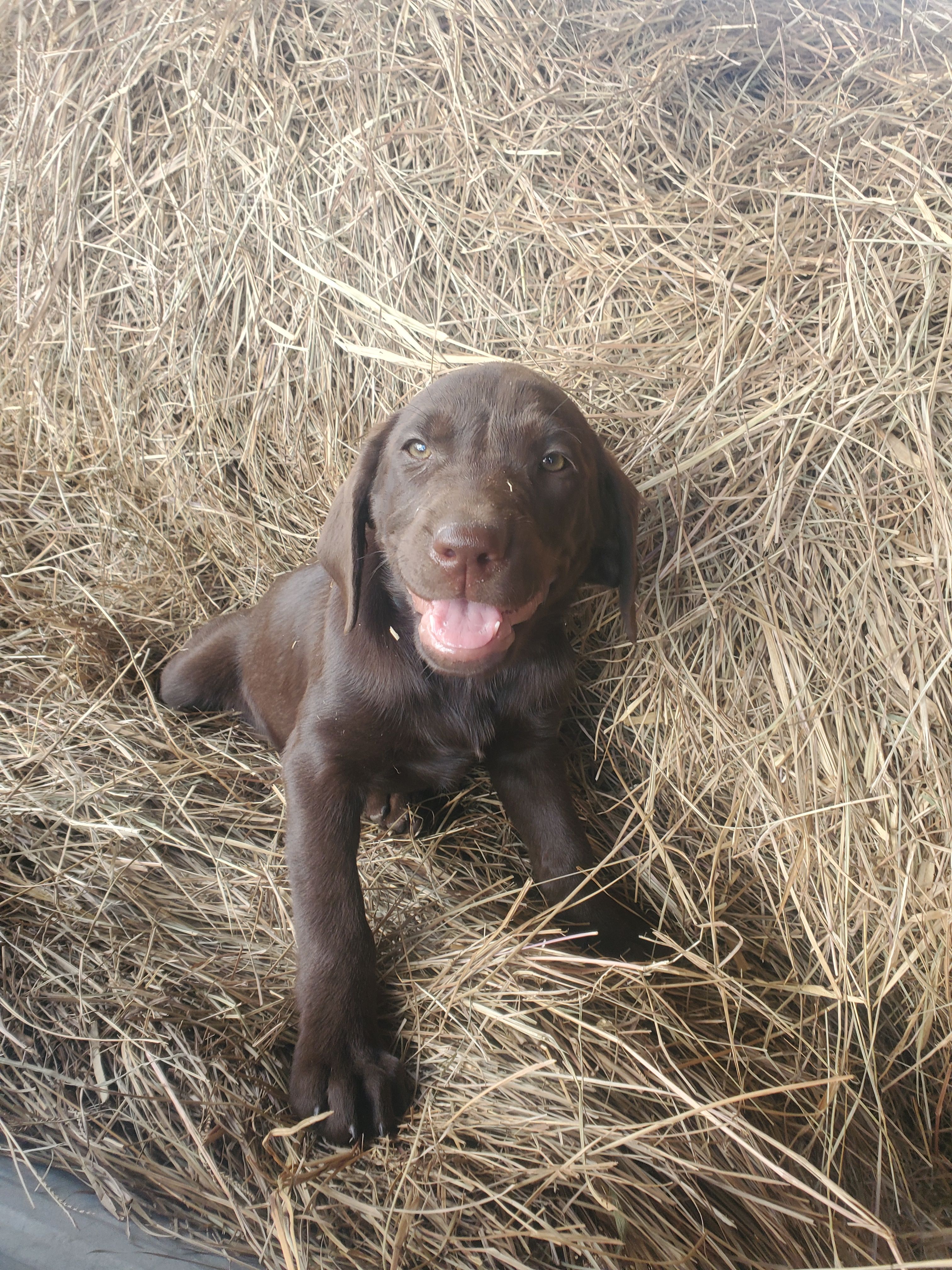  Mocha  – Labrador Retriever puppy for sale in Sanderson, FL
