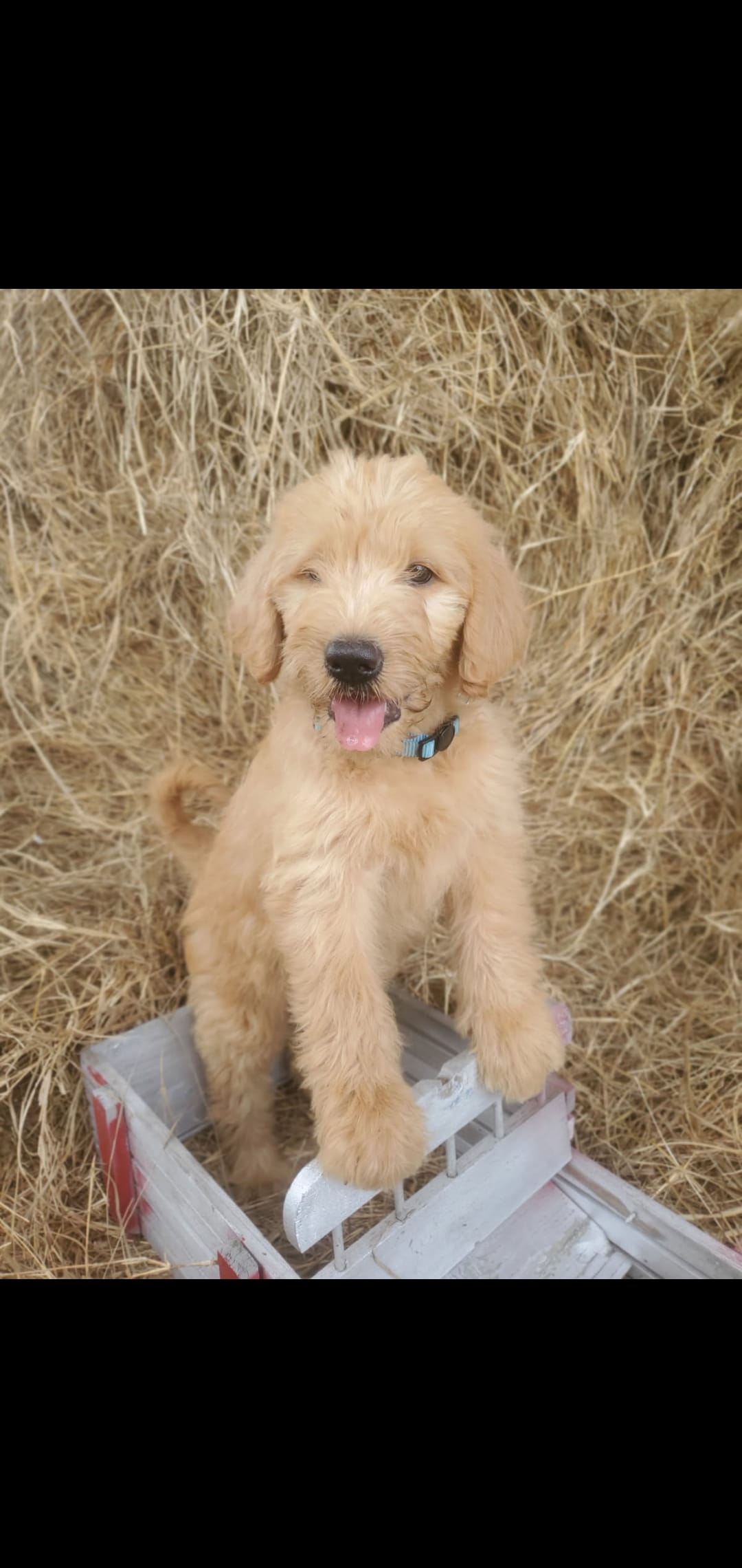 Bella – Goldendoodle puppy for sale in Sanderson, FL