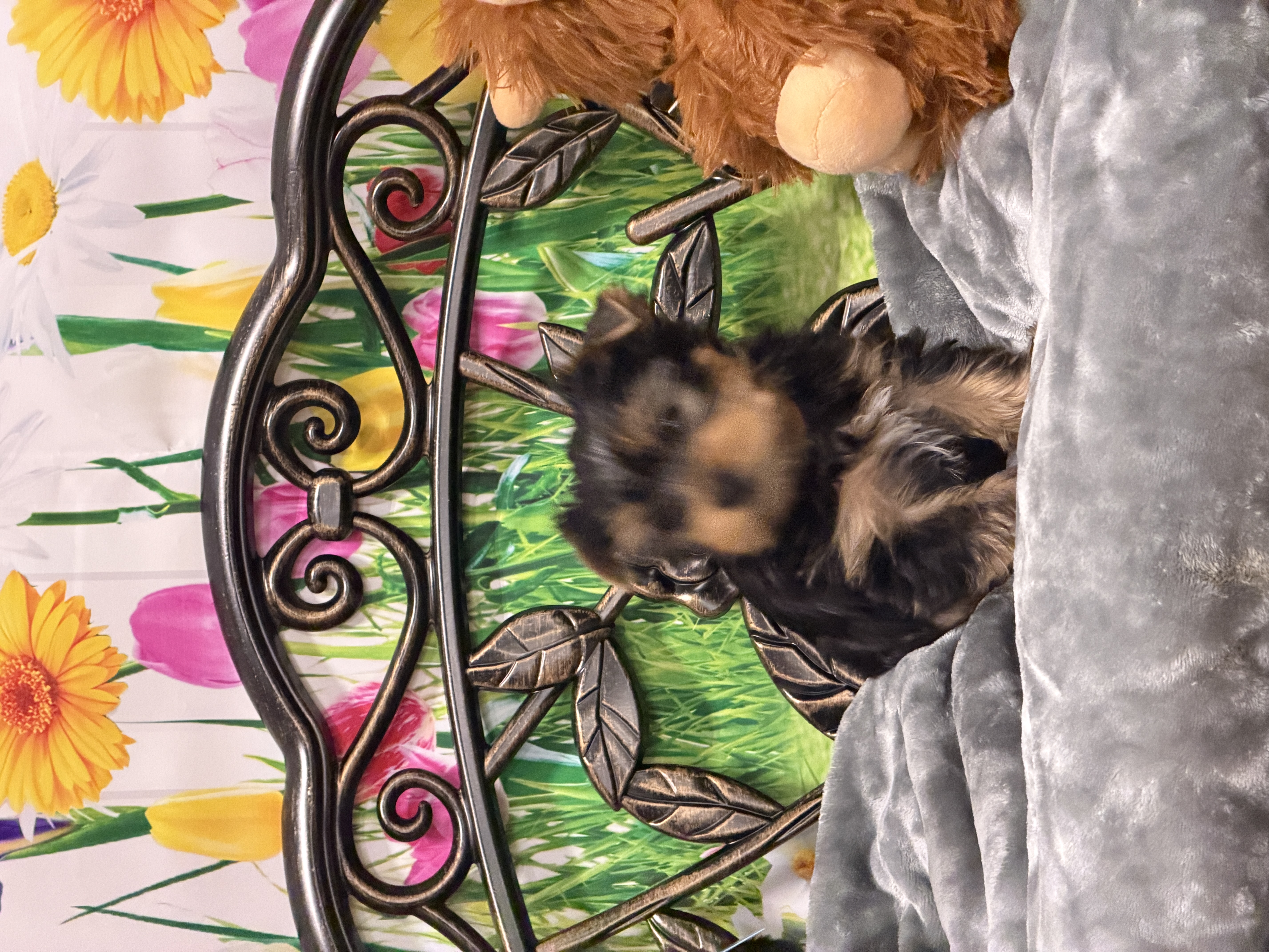 Rolo – Yorkshire Terrier puppy for sale in Marysville, WA