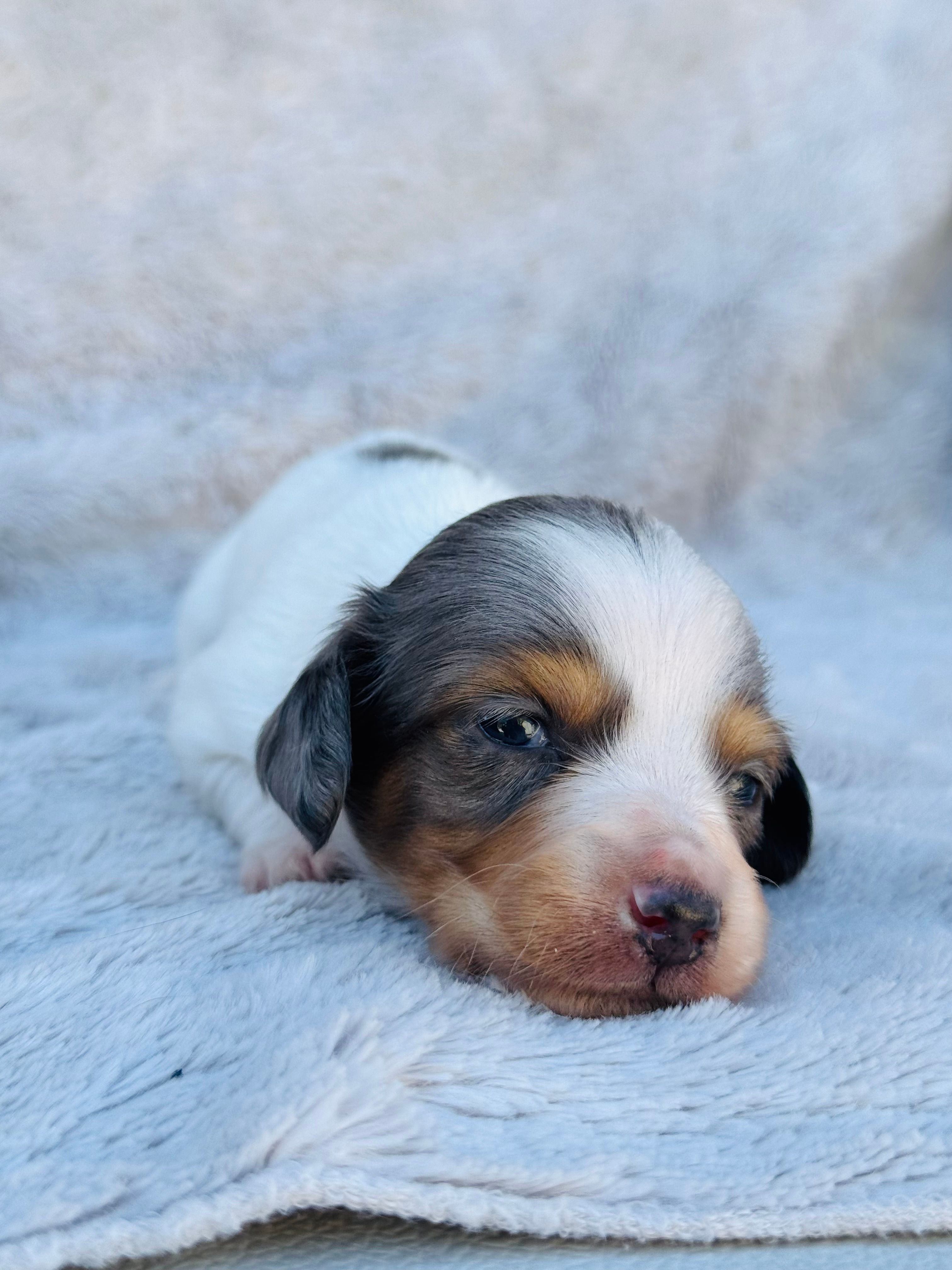 DAPPLE AKC Longhair Mini Dachshund Boy – Miniature Dachshund puppy for sale in Terra Bella, CA