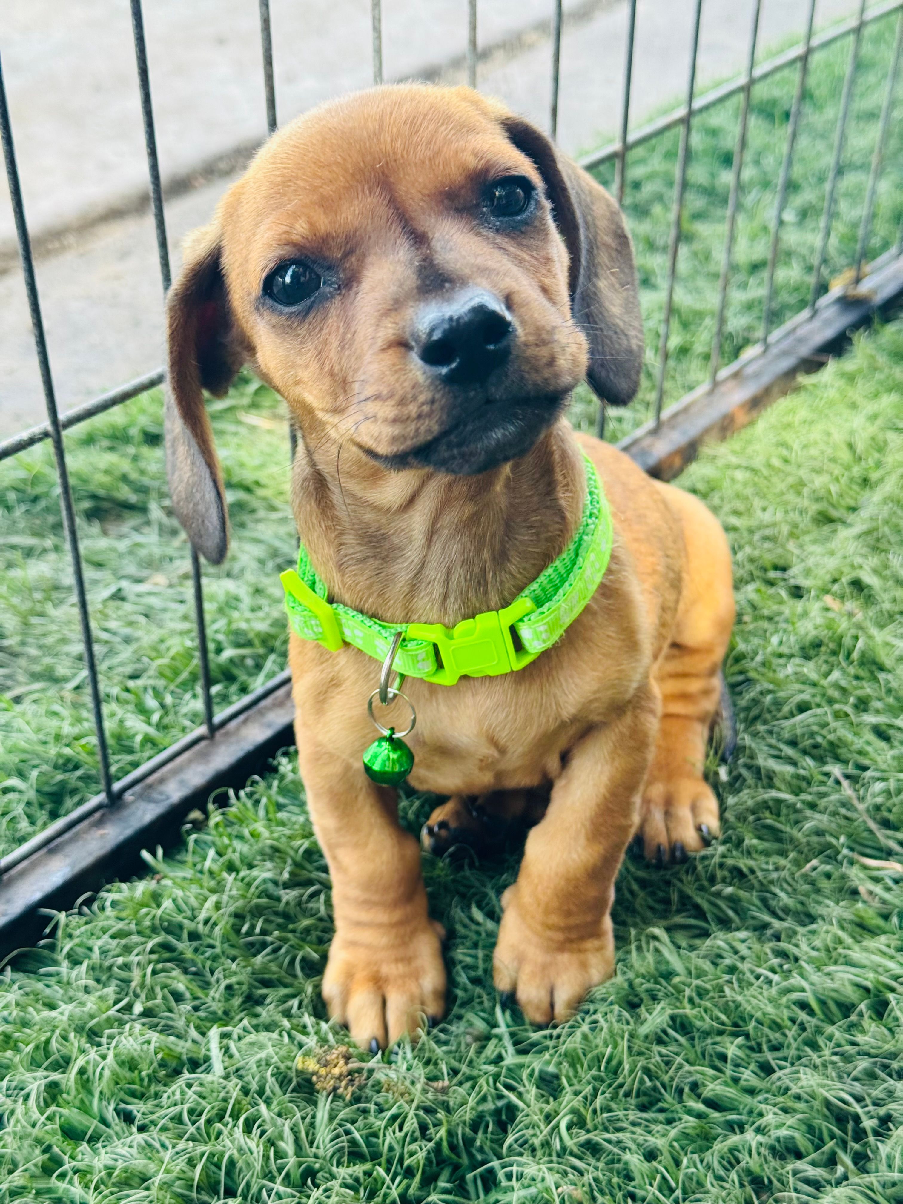 SHORTHAIR RED MINI DACHSHUND BOY – Miniature Dachshund puppy for sale in Terra Bella, CA