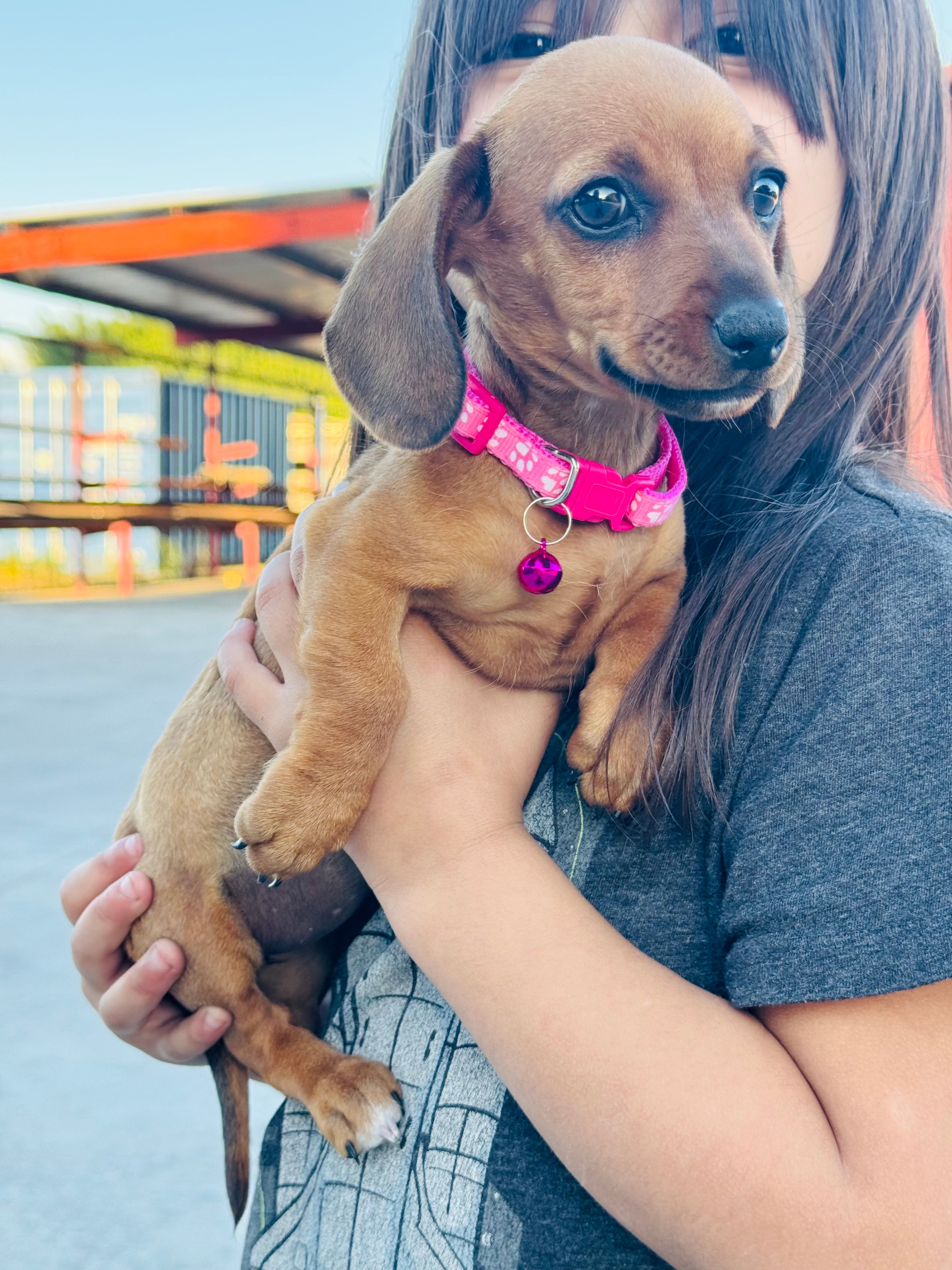 SHORTHAIR RED MINI DACHSHUND FEMALE – Miniature Dachshund puppy for sale in Terra Bella, CA