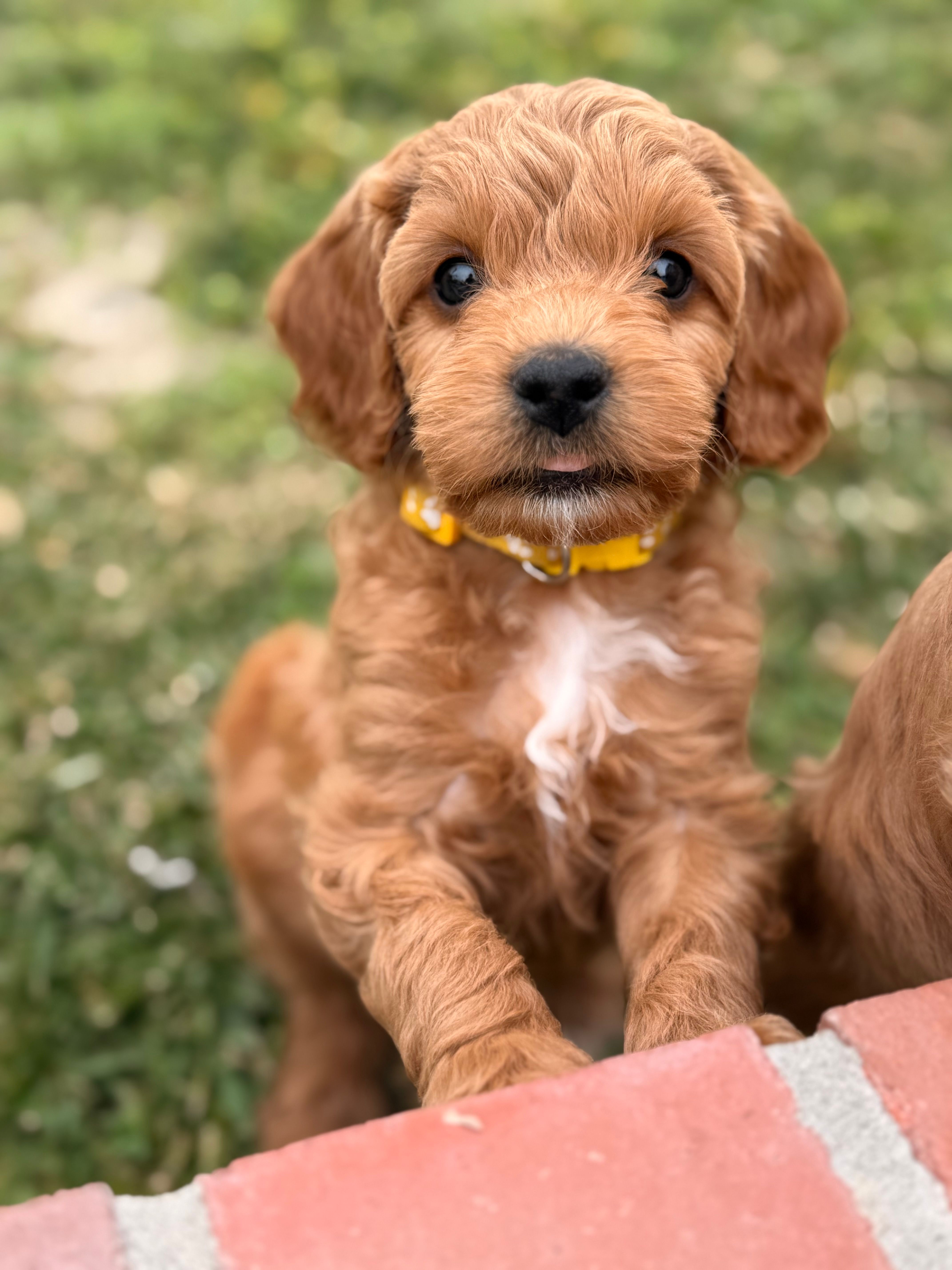 Yellow – Cavapoo, Miniature Goldendoodle puppy for sale in Yucaipa, CA