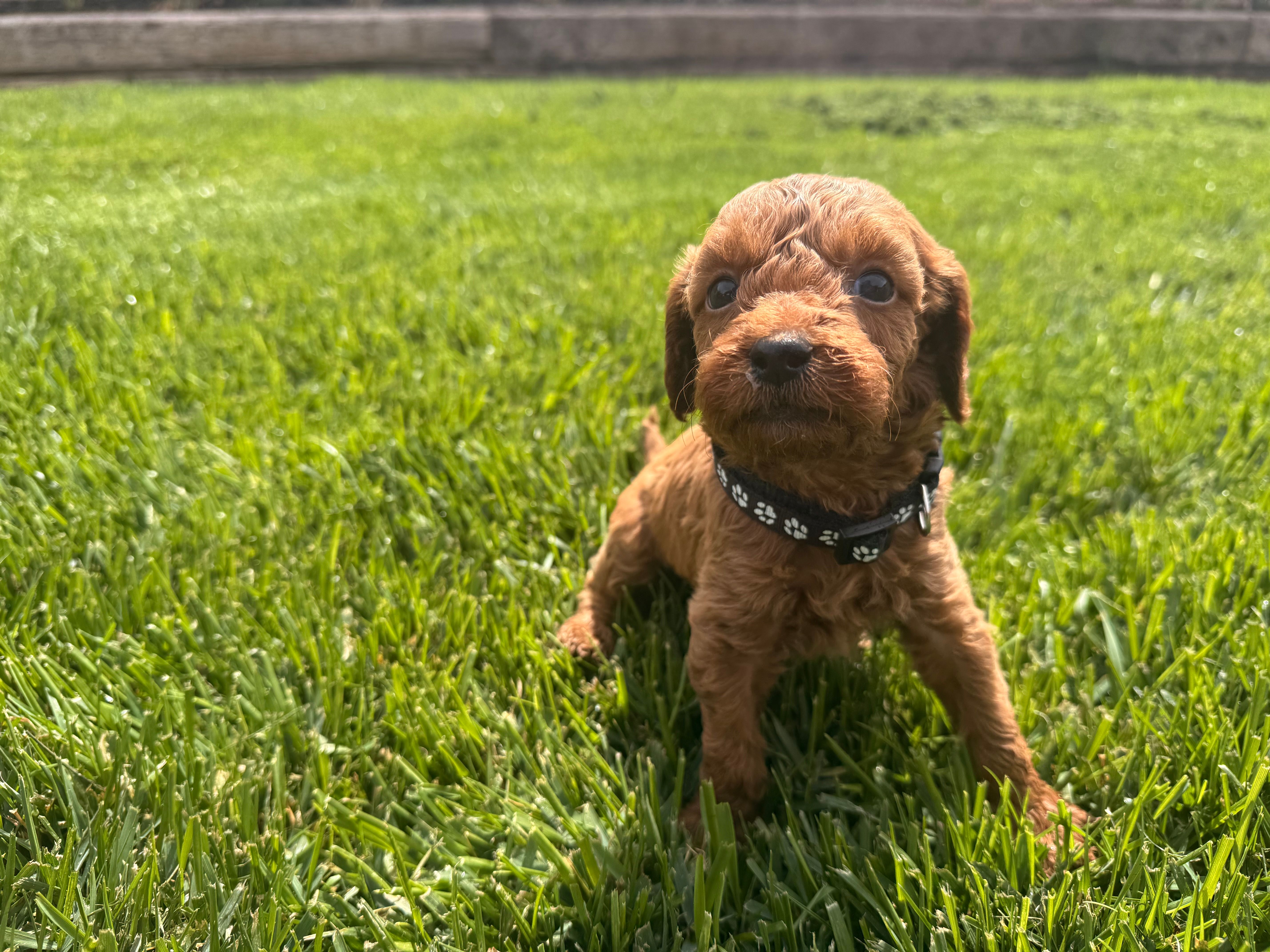 Black – Cavapoo, Goldendoodle puppy for sale in Yucaipa, CA