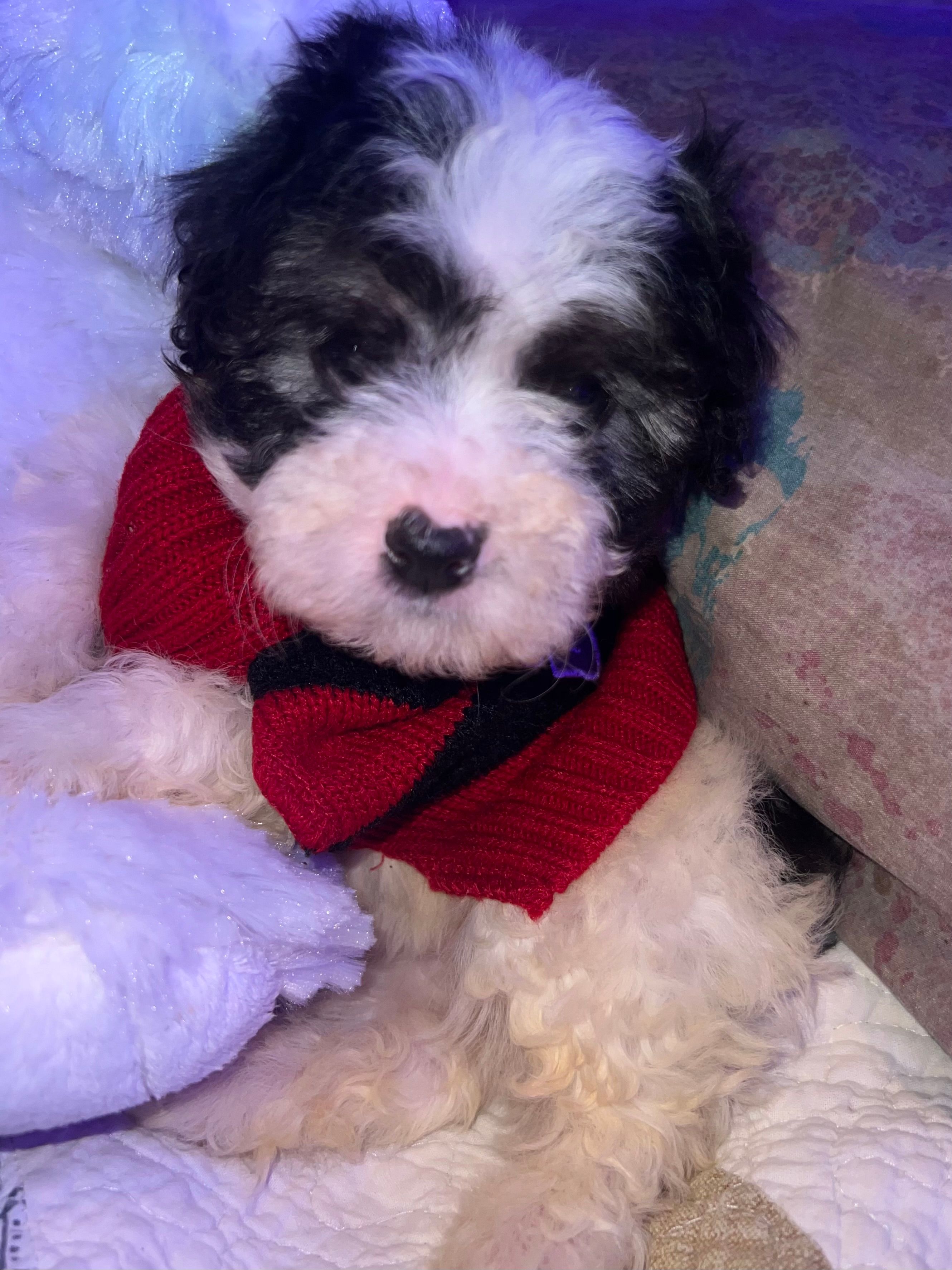 BUDDY – Yorkipoo puppy for sale in Austin, TX