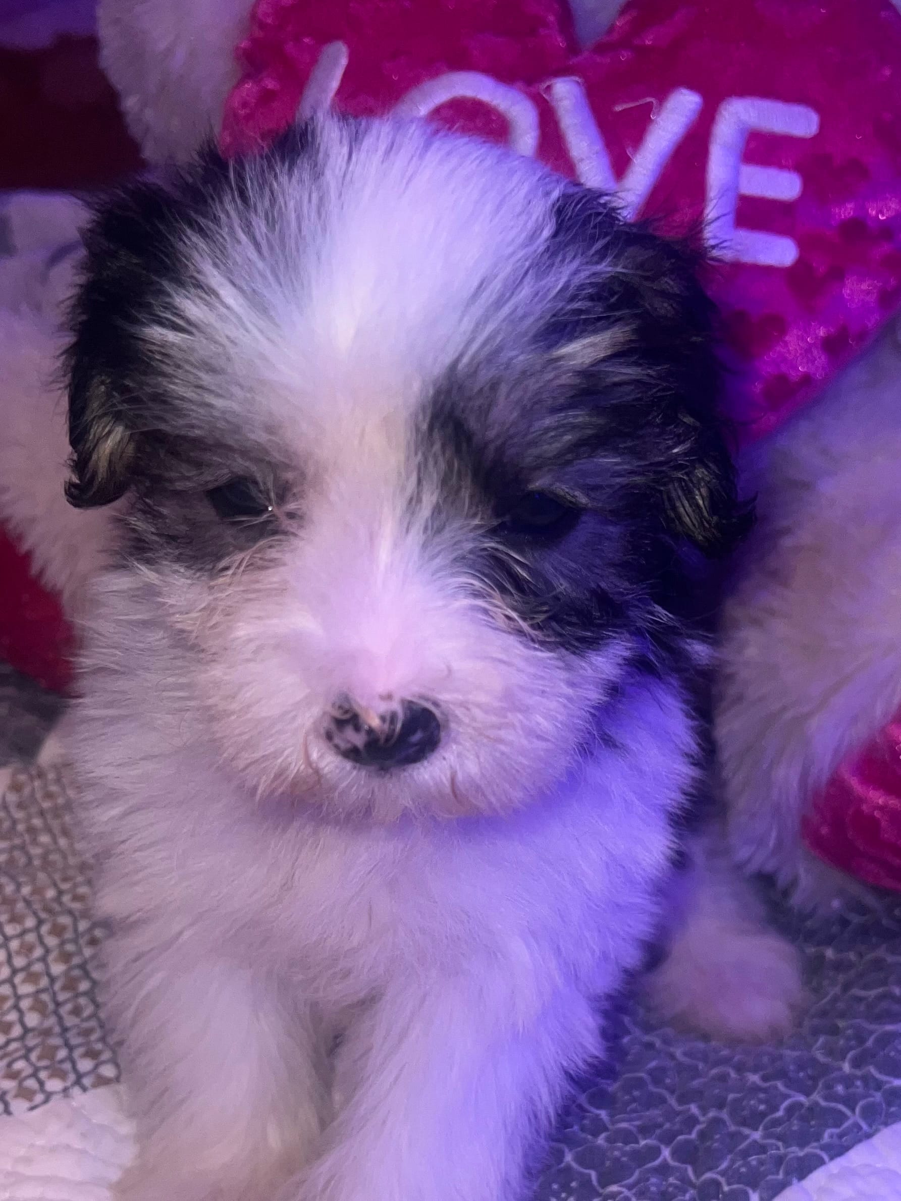 LILY  – Yorkipoo puppy for sale in Austin, TX