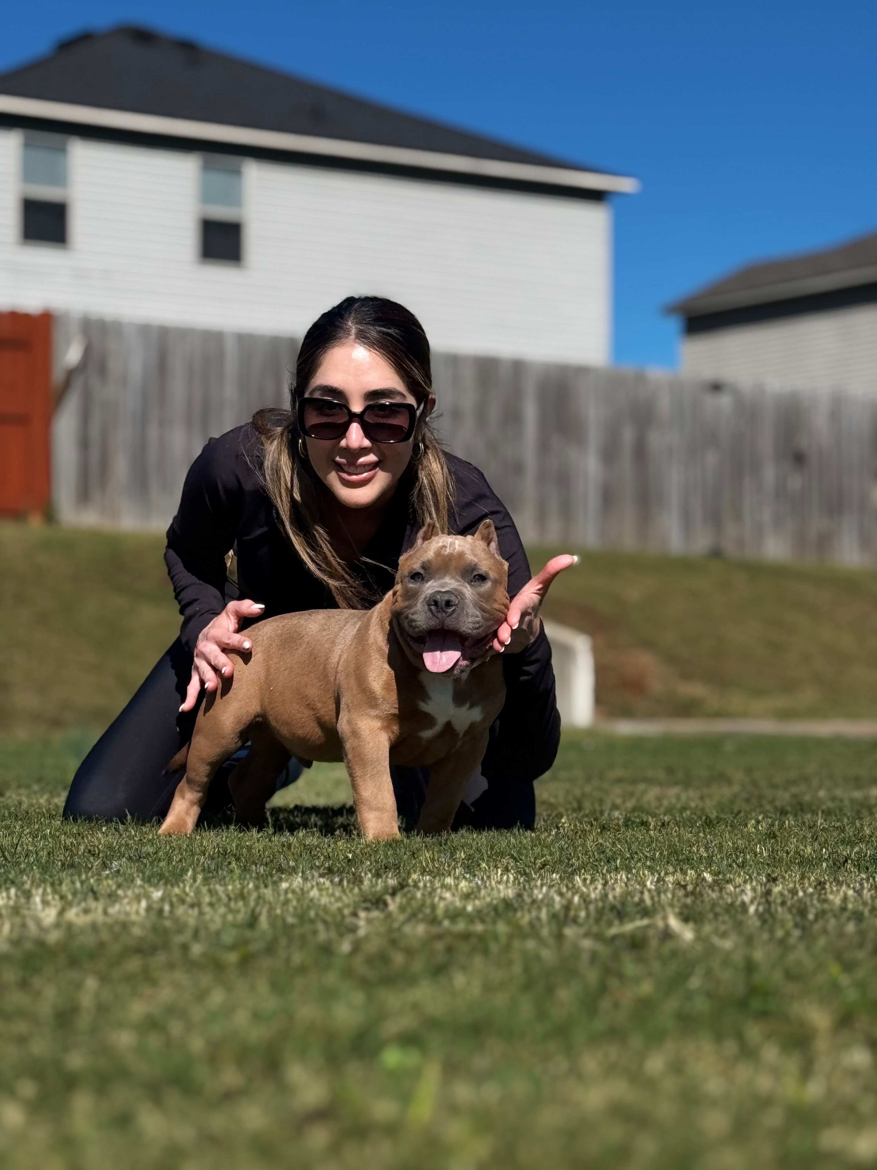 Zion – American Bully puppy for sale in Springdale, AR