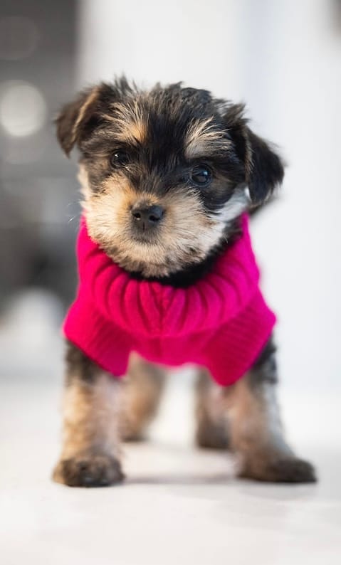 Lola – Yorkshire Terrier puppy for sale in Cincinnati, OH