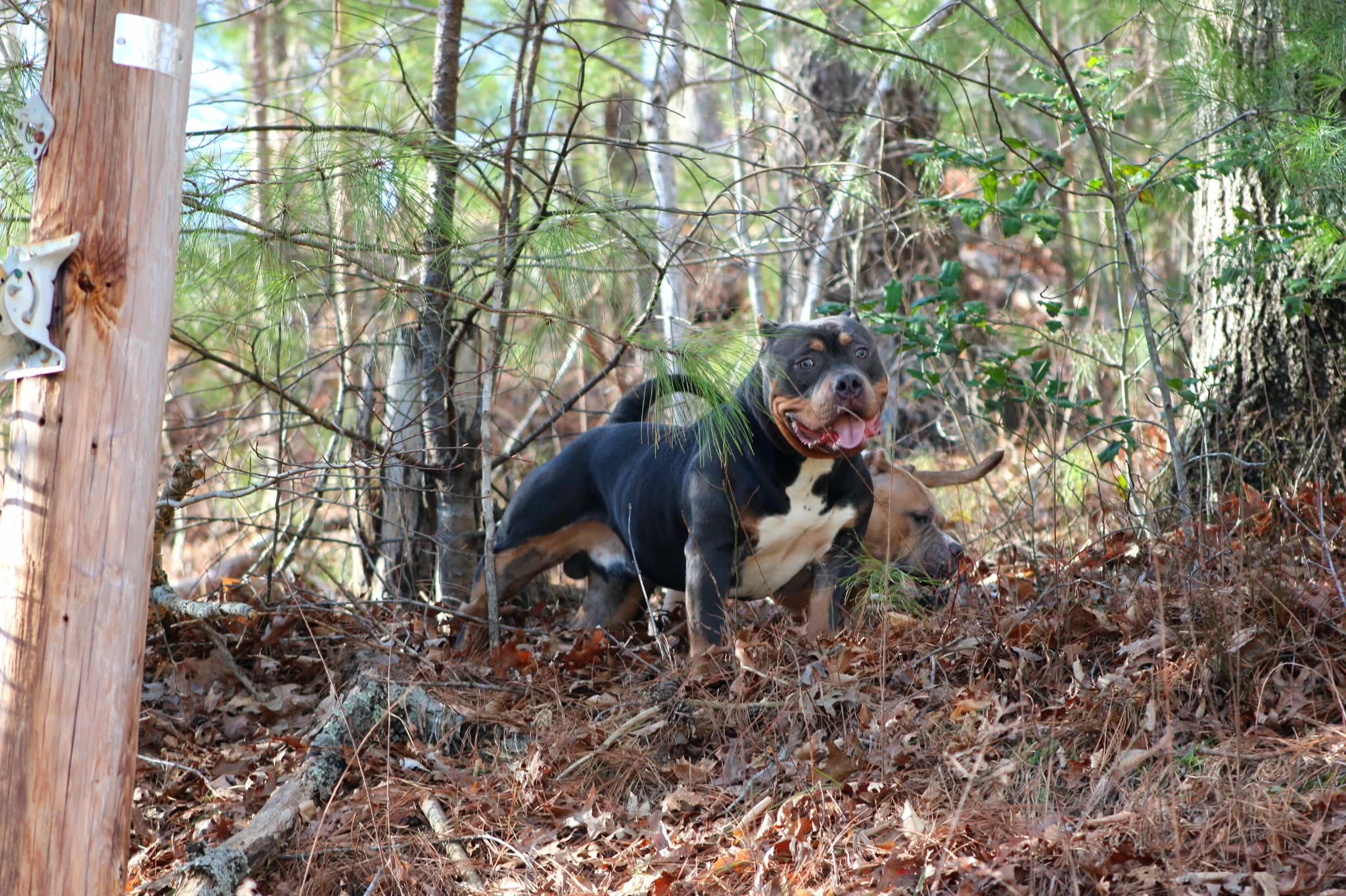 Boone – American Bully puppy for sale in Grayson, KY