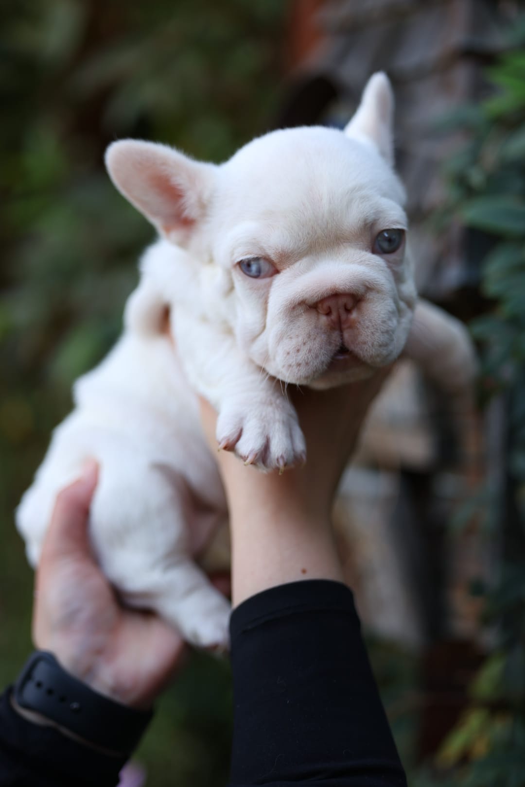 zelda – French Bulldog puppy for sale in Las Vegas, NV