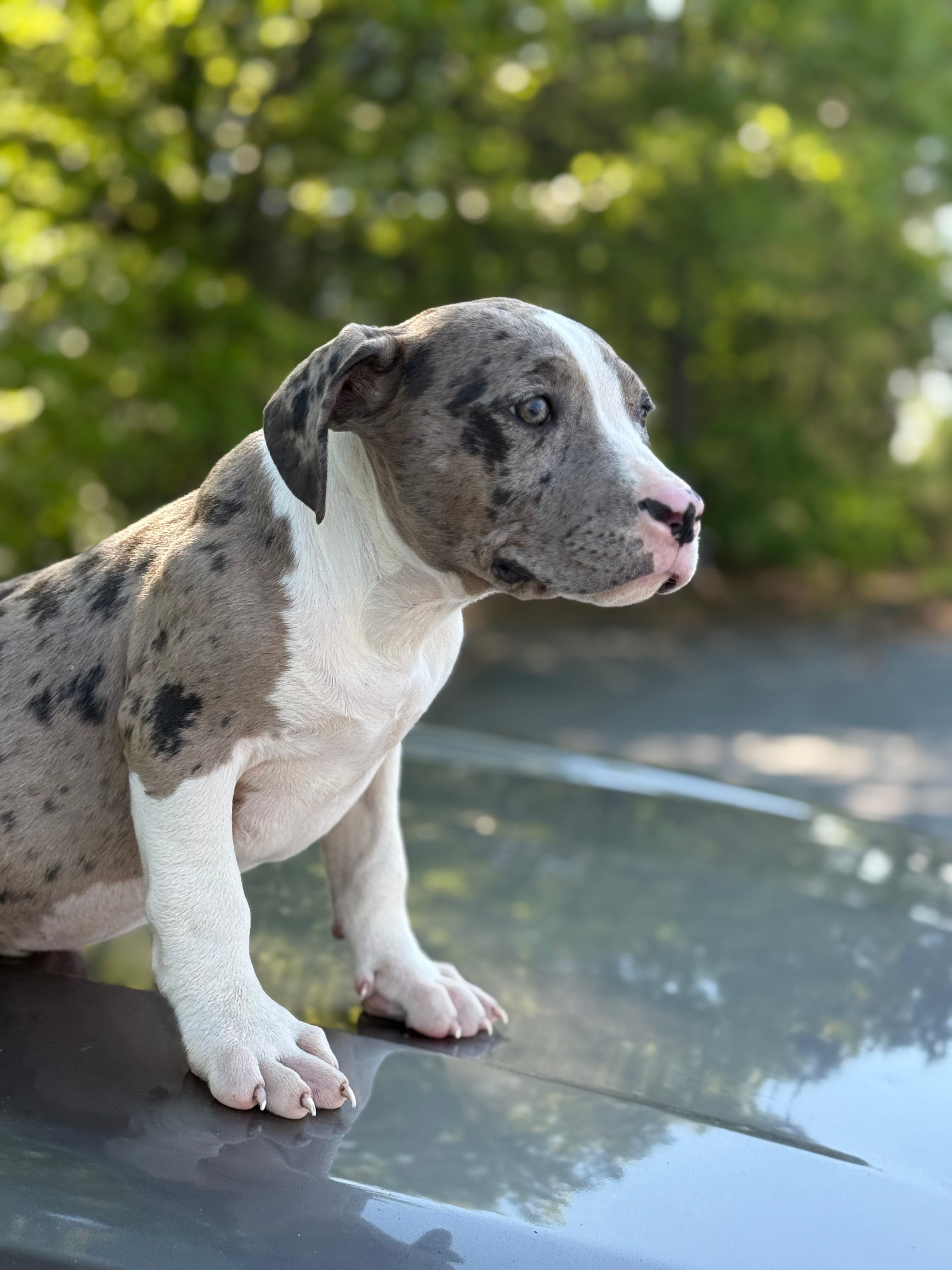 Marsh  – American Bully puppy for sale in Atlanta, GA