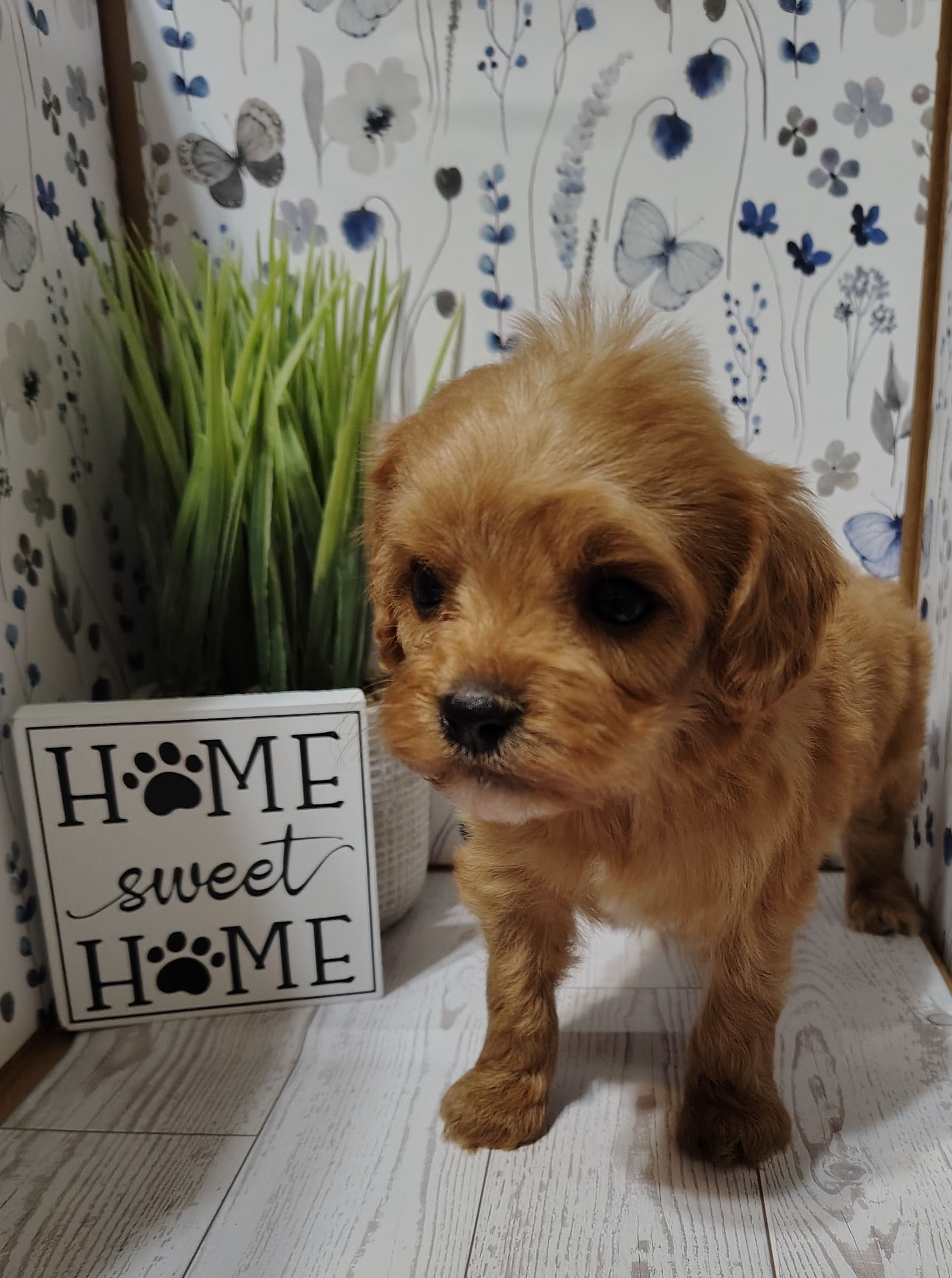 Kuya F1 cavapoo – Cavapoo puppy for sale in Springfield, AR