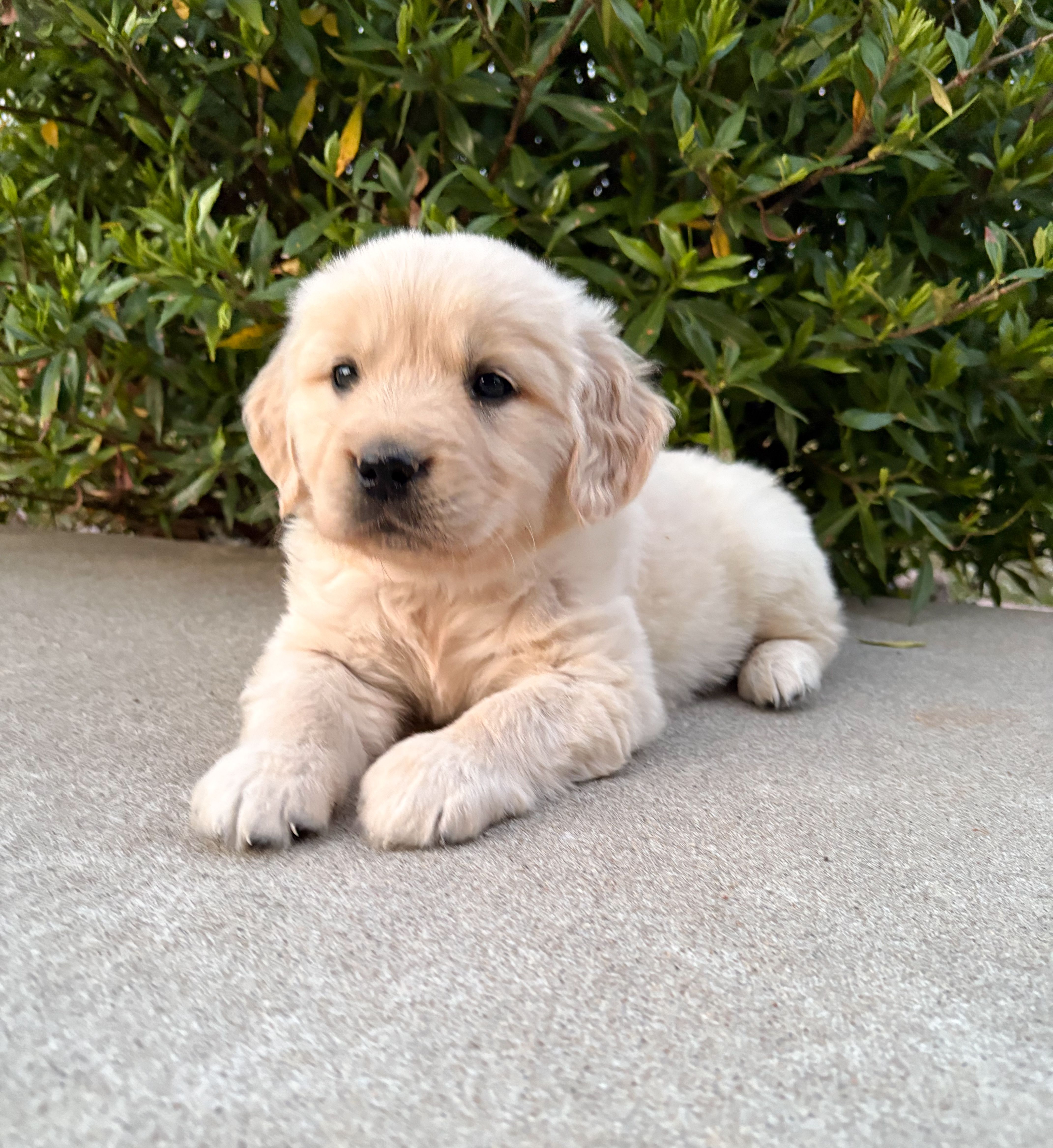 “Burgundy”- Cookie’s girl  – Golden Retriever, English Cream Golden Retriever puppy for sale in Lavonia, GA