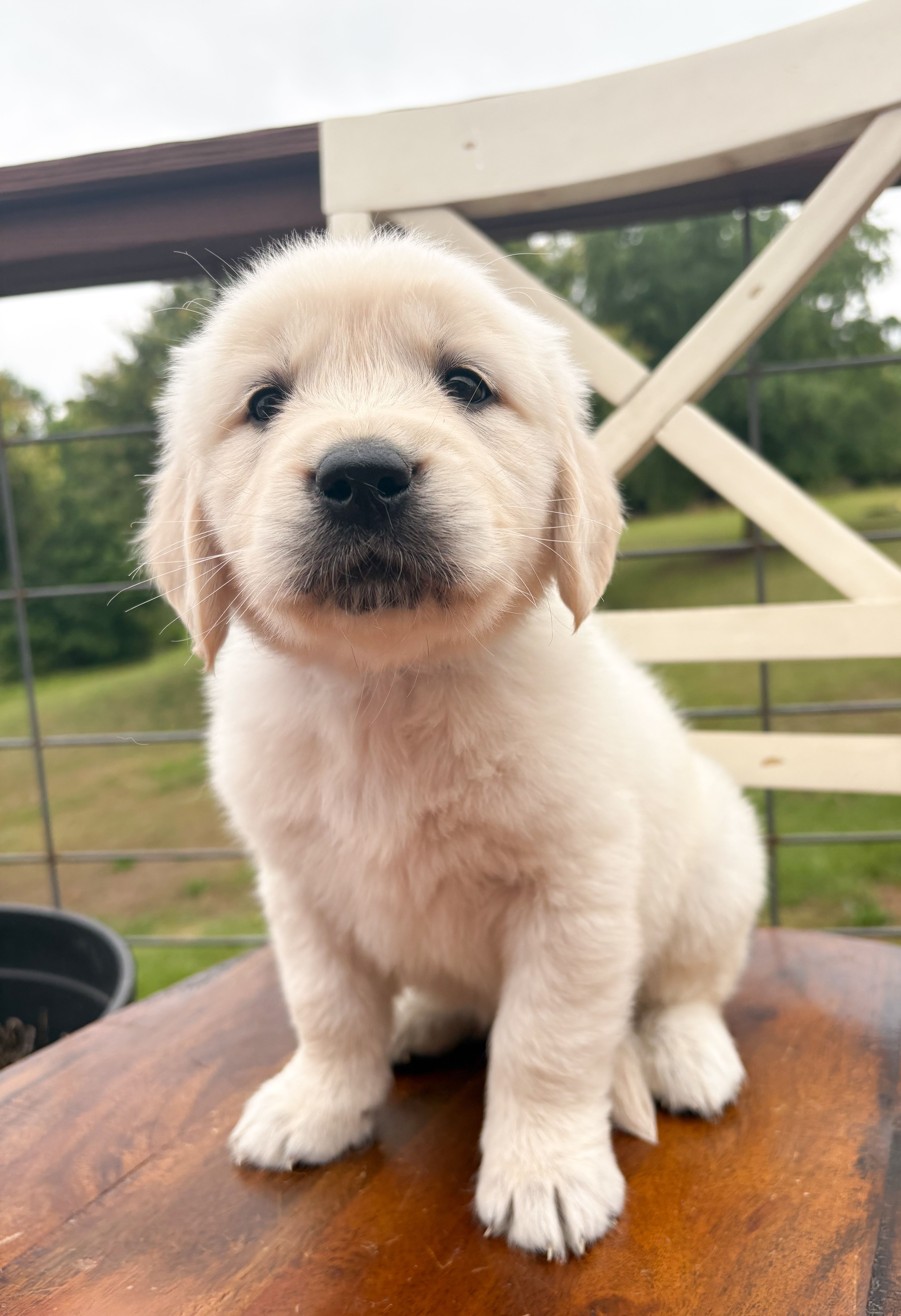 “Blue”- Cookie’s boy – Golden Retriever, English Cream Golden Retriever puppy for sale in Lavonia, GA