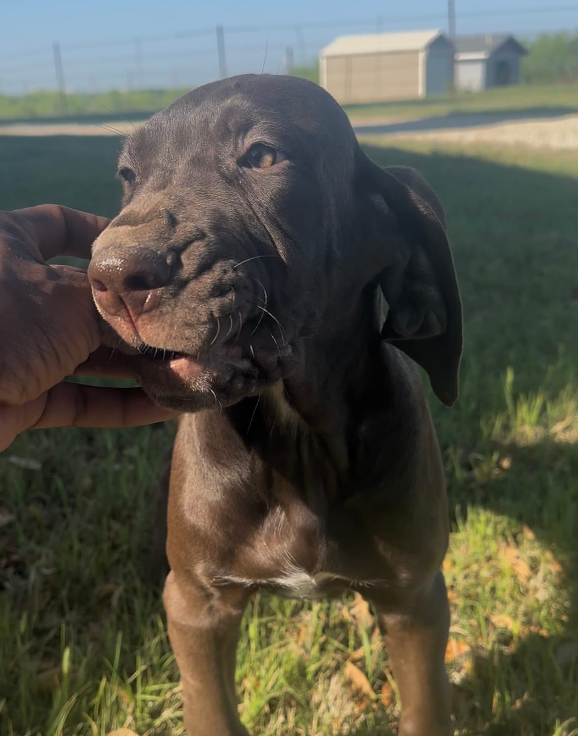 Ebony – Great Dane puppy for sale in Dallas, TX