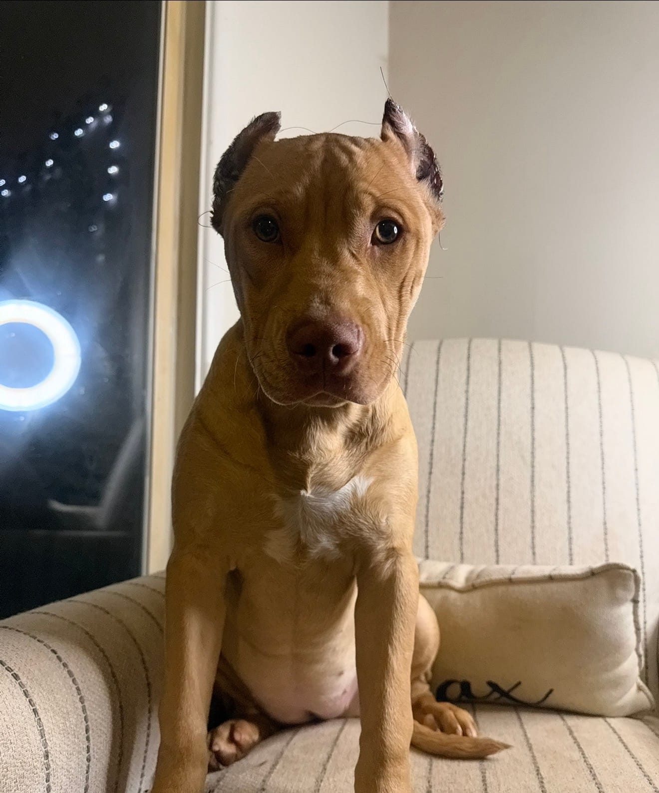 Nala – American Bully puppy for sale in Baltimore, MD
