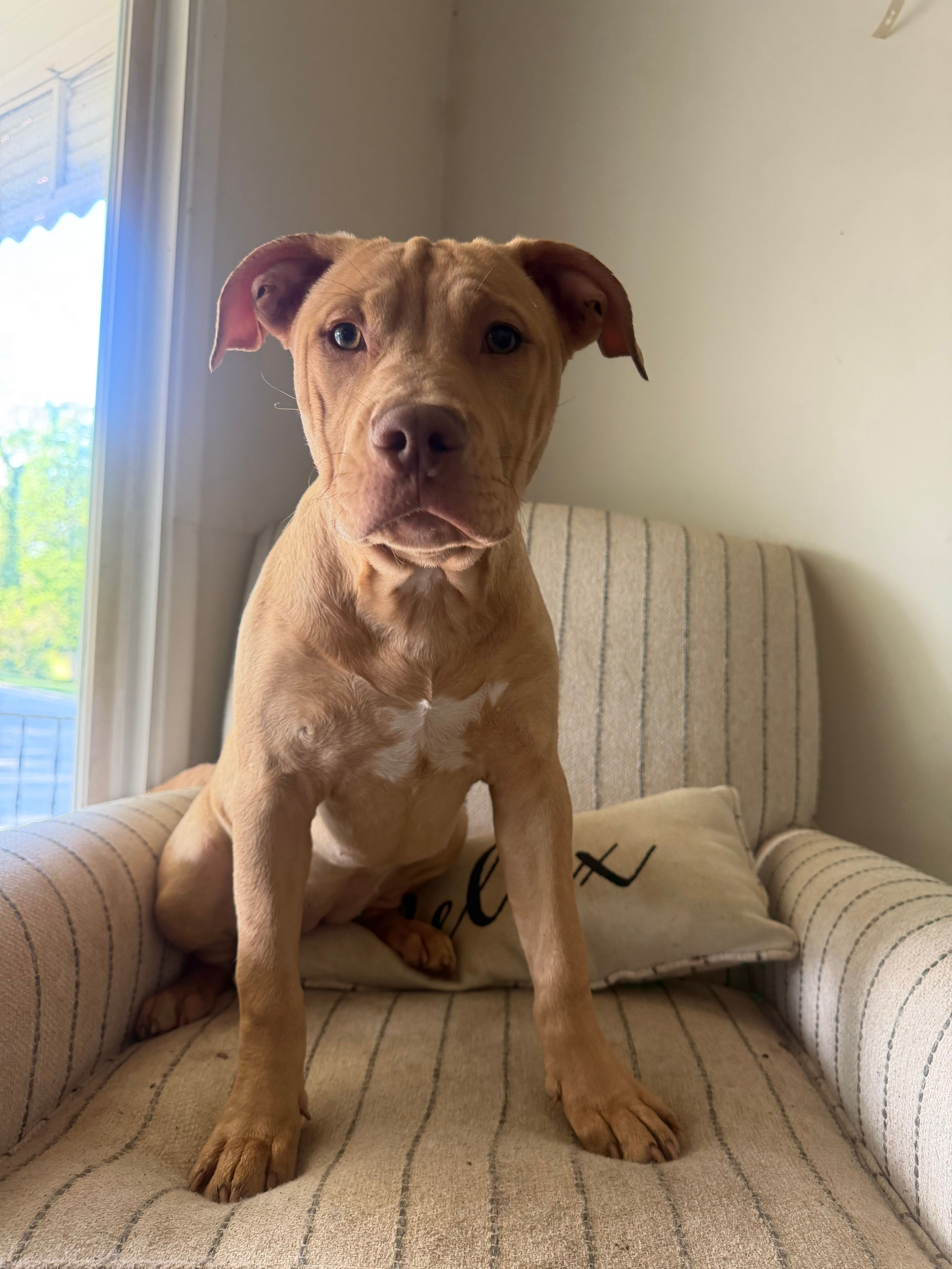 Nala – American Bully puppy for sale in Baltimore, MD