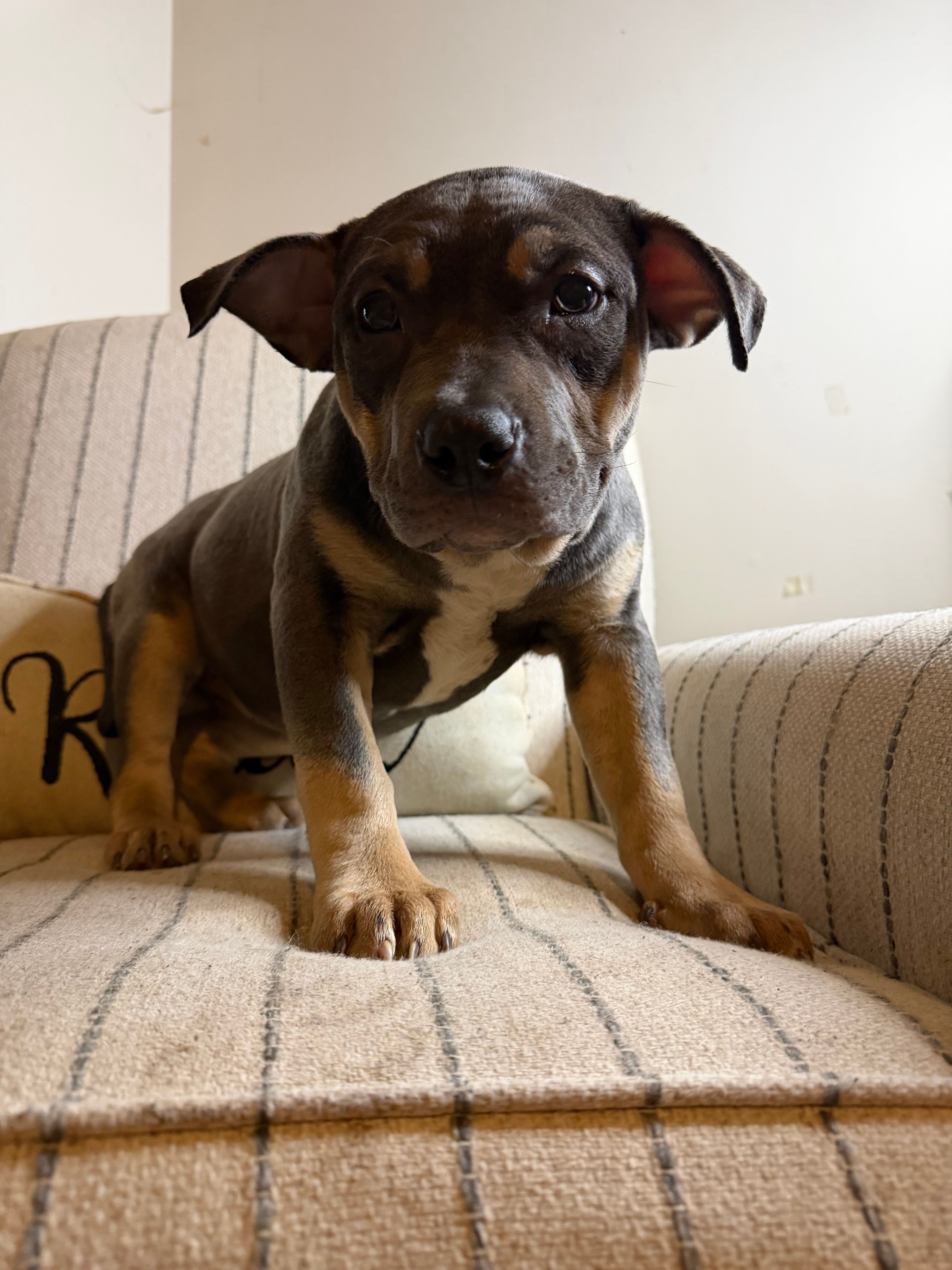 Fatty Poo – American Bully puppy for sale in Baltimore, MD