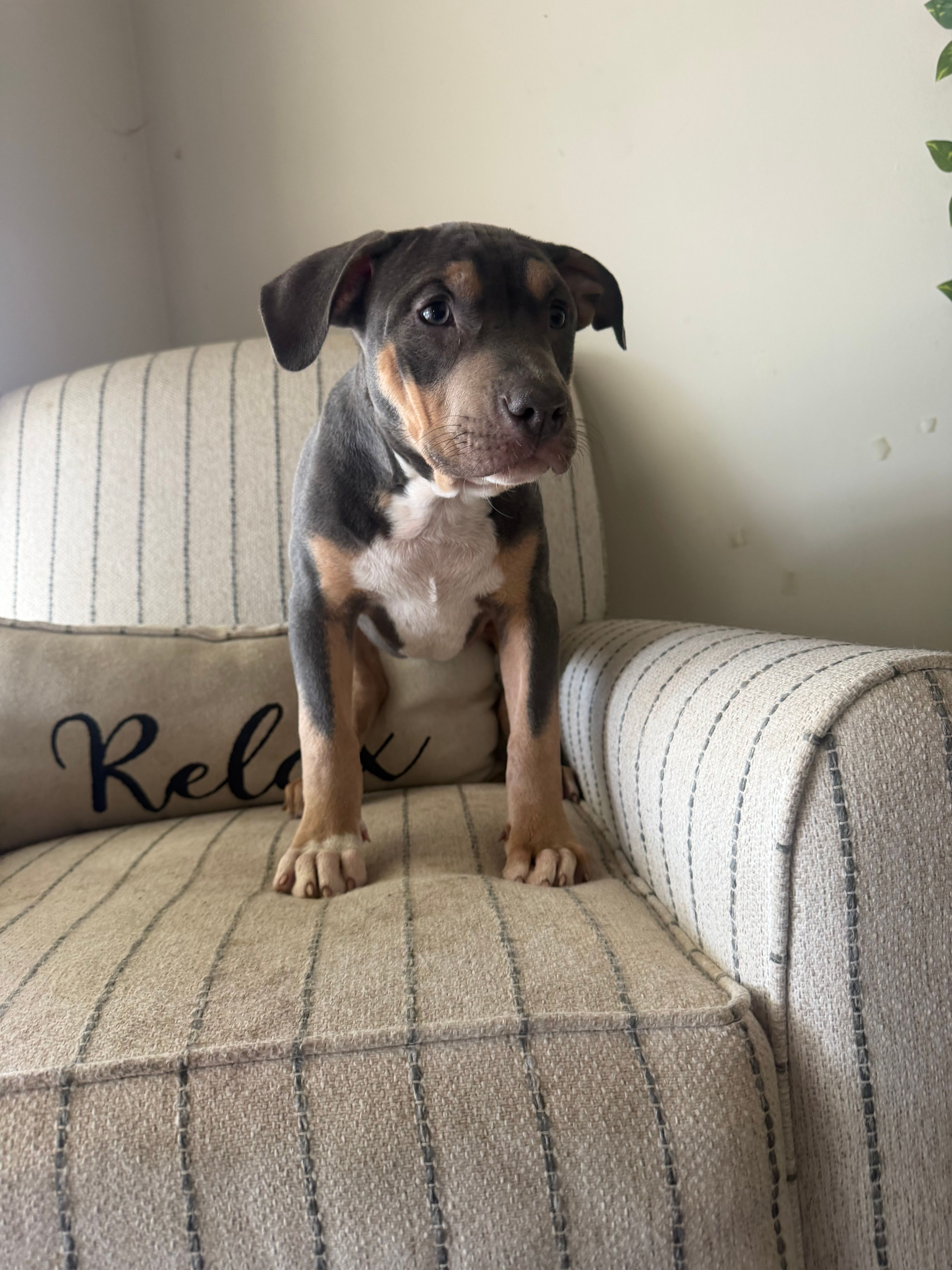 Ari – American Bully puppy for sale in Baltimore, MD