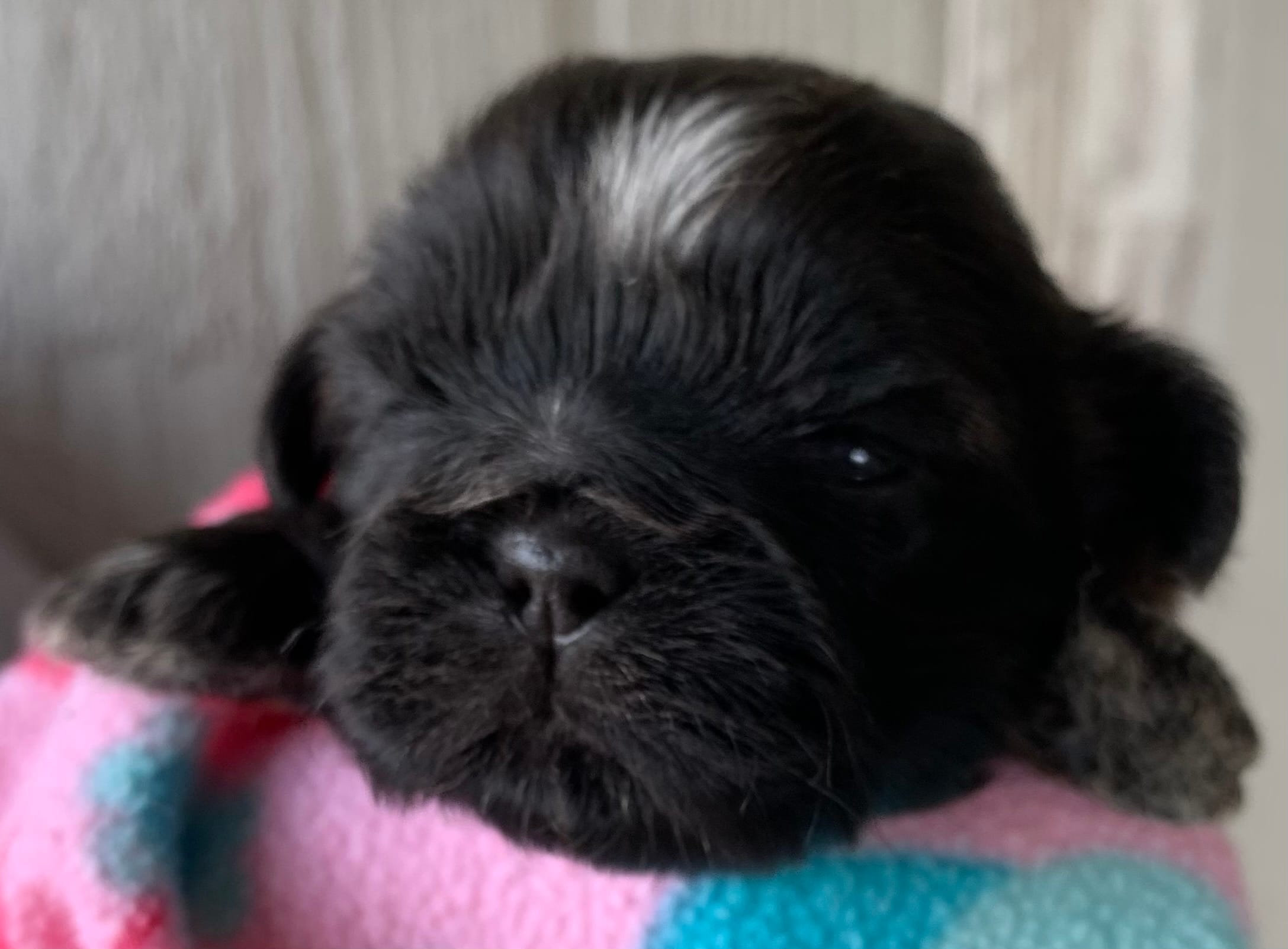 Black Prince – Shih Tzu puppy for sale in Adel, GA
