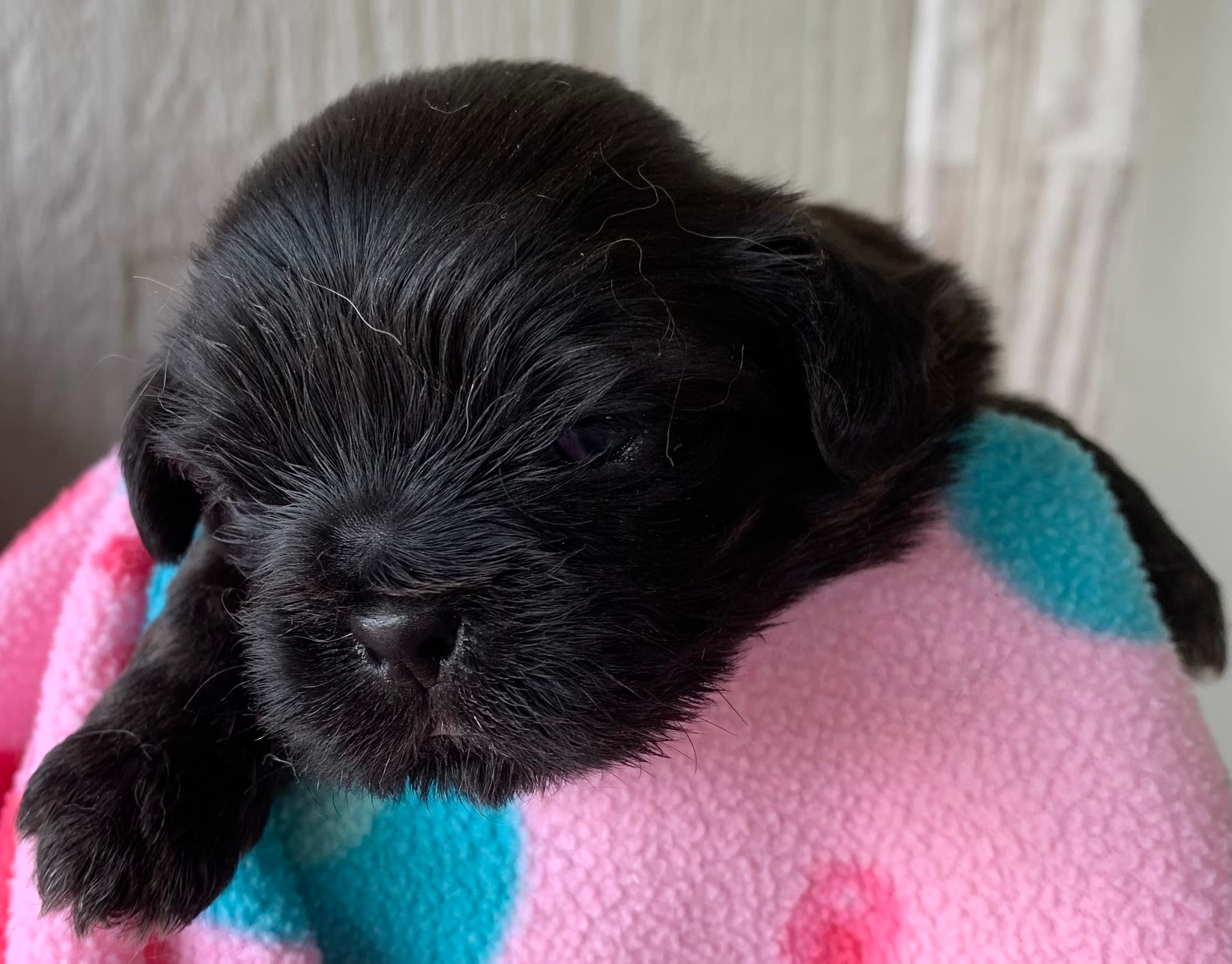 Black Prince – Shih Tzu puppy for sale in Adel, GA