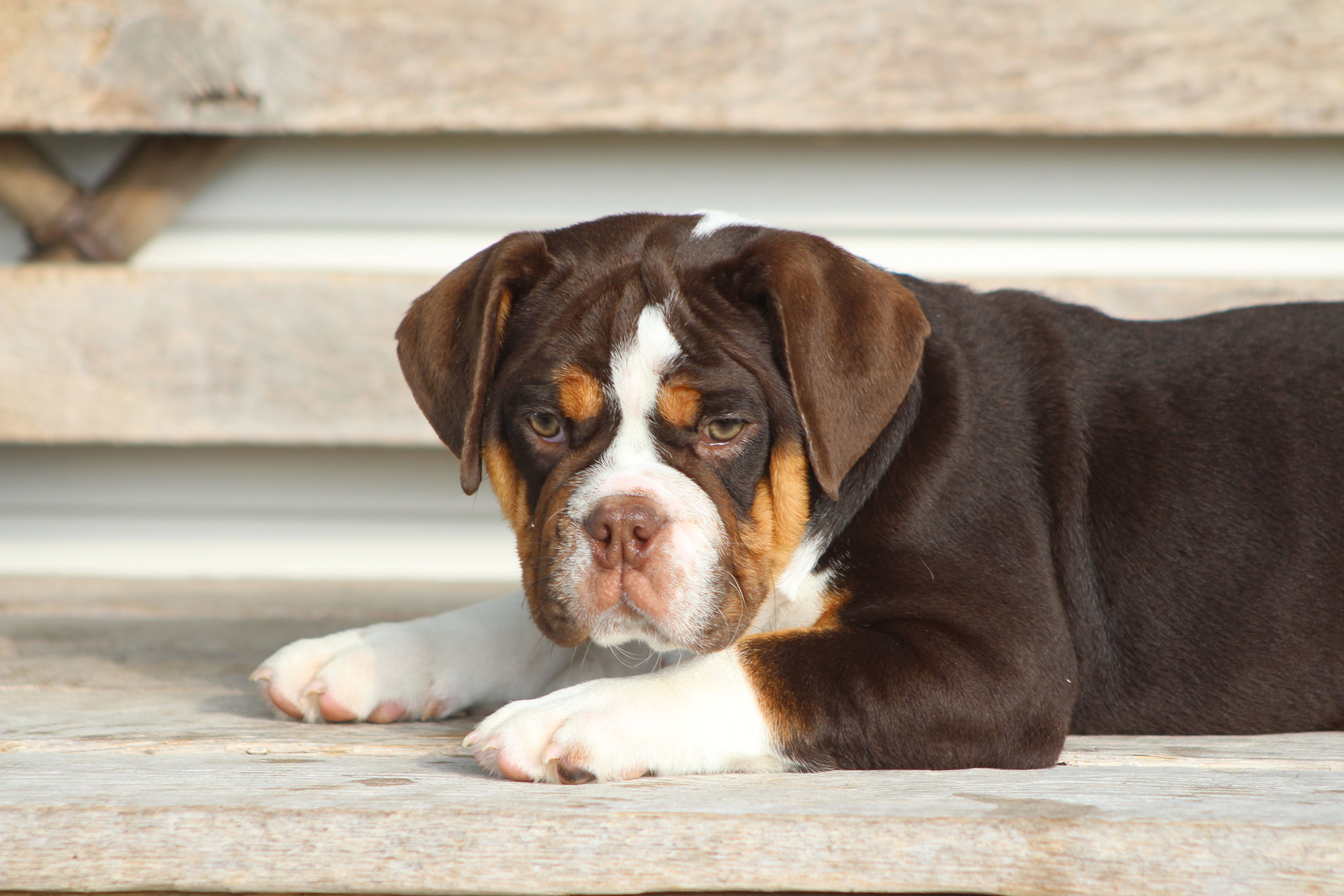 Rose, a female English Bulldog and Beagle for sale in Baltic, OH – 2 of 8