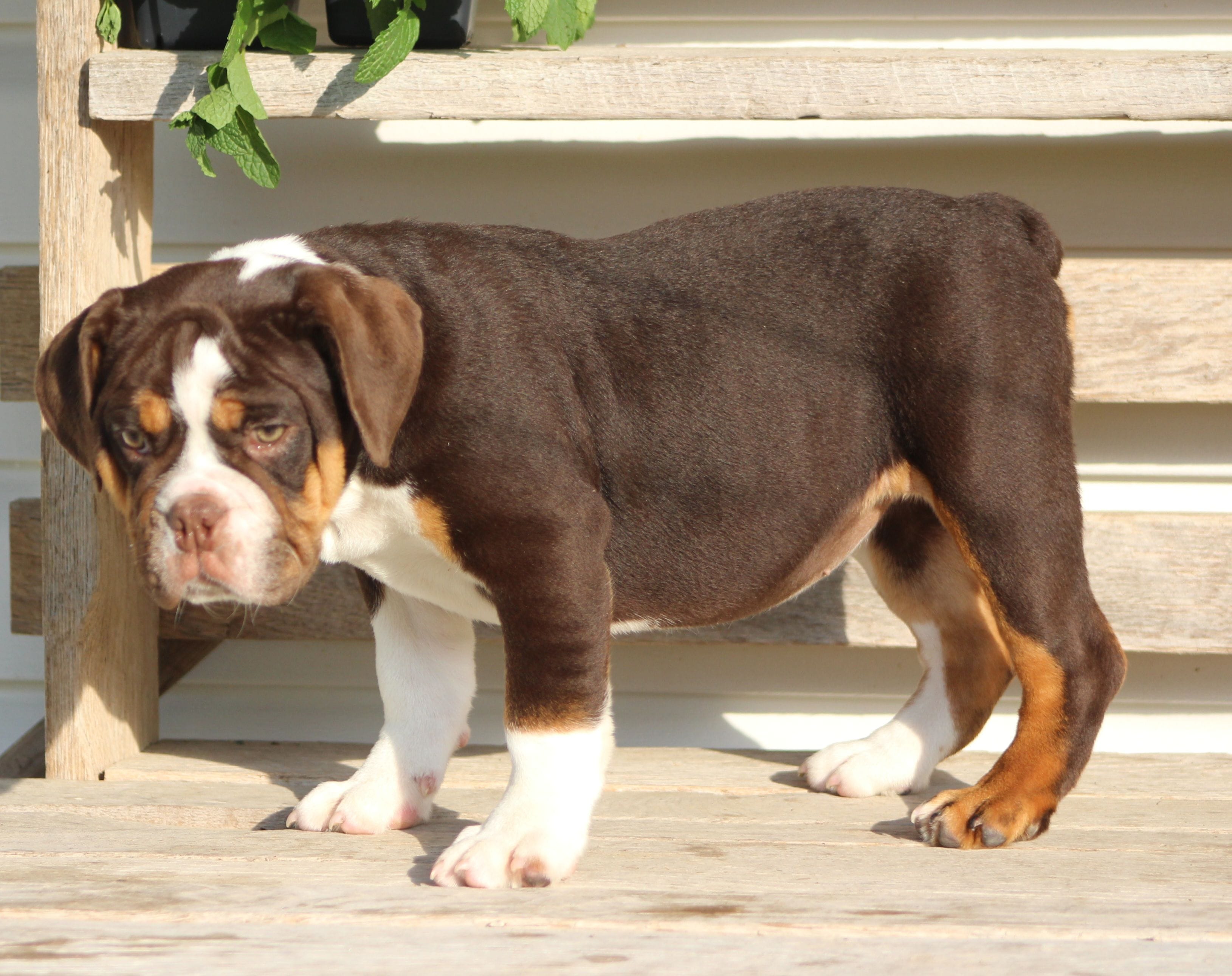 Rose, a female English Bulldog and Beagle for sale in Baltic, OH – 6 of 8