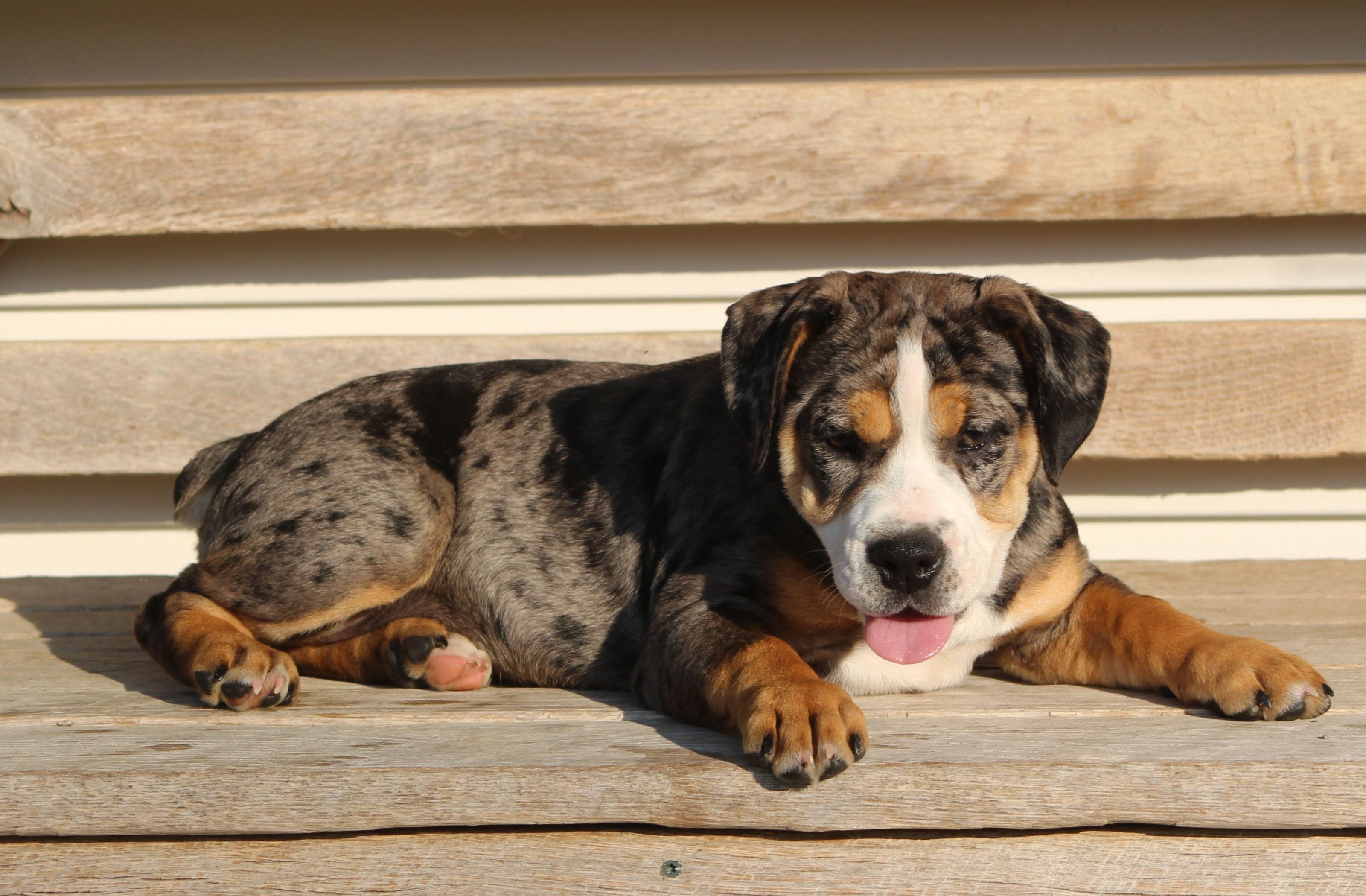 Molly, a female English Bulldog and Beagle for sale in Baltic, OH – 4 of 8