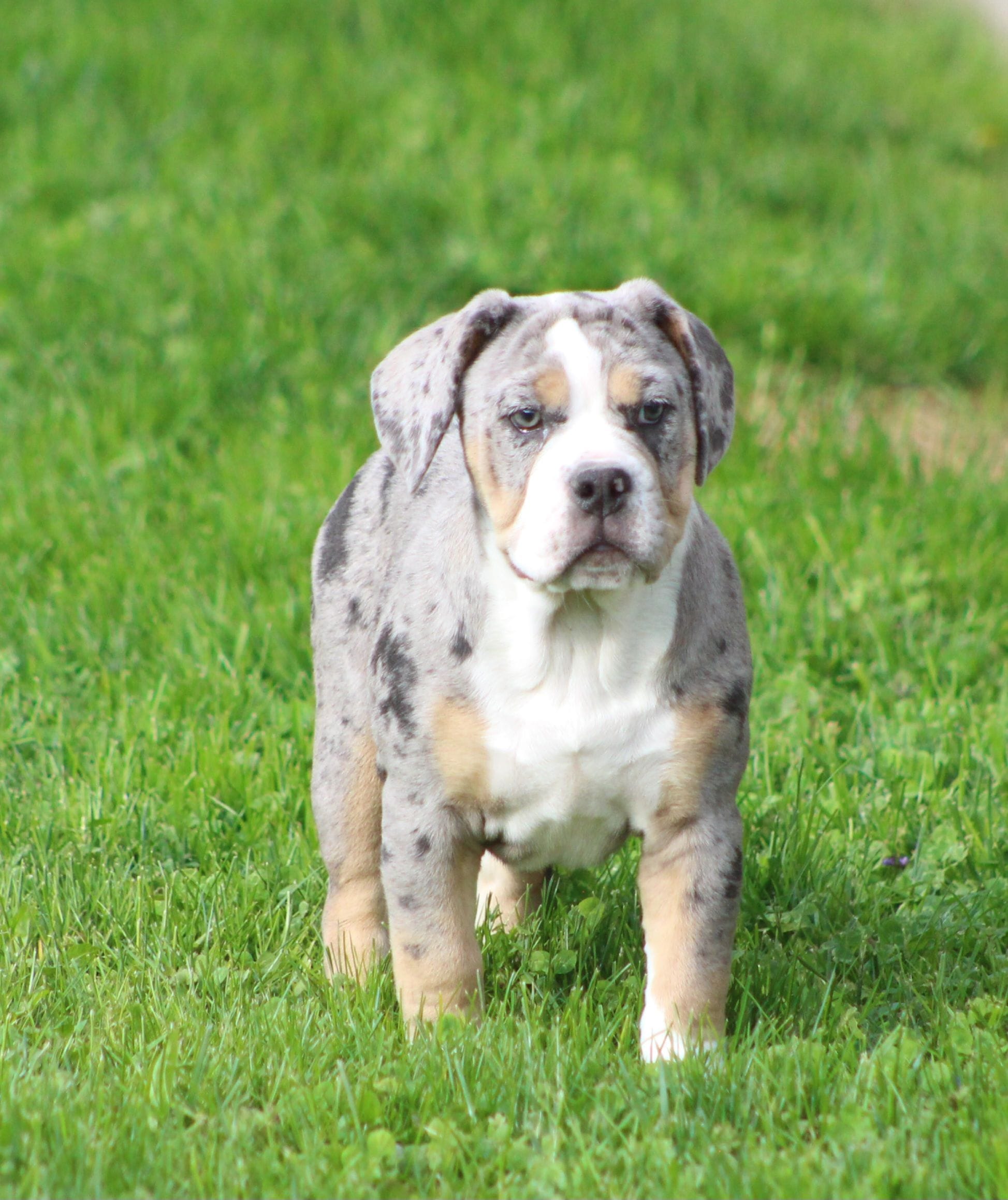 Bianca, a female English Bulldog and Beagle for sale in Baltic, OH – 4 of 10