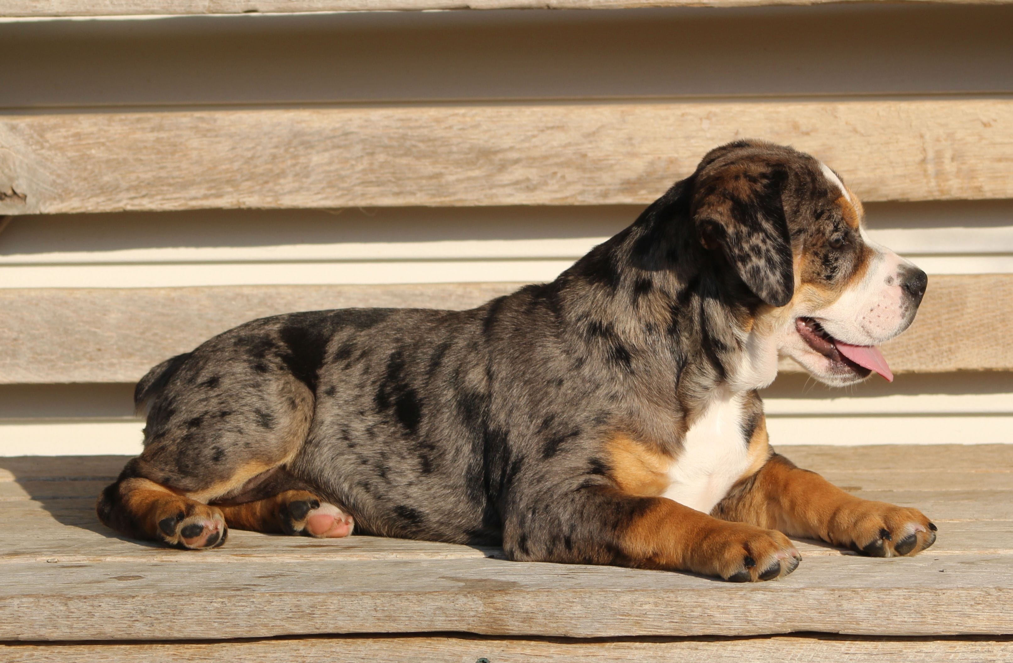 Molly, a female English Bulldog and Beagle for sale in Baltic, OH – 3 of 8